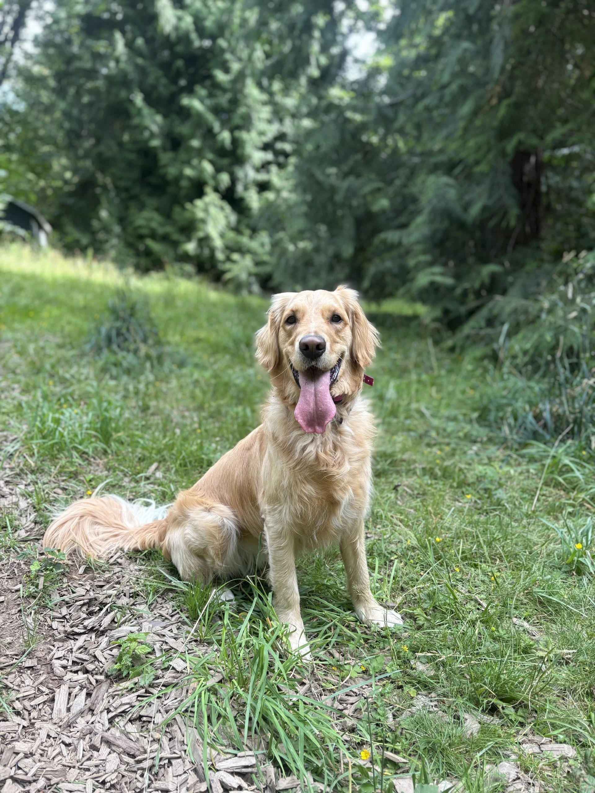 July Pack Walk & Train