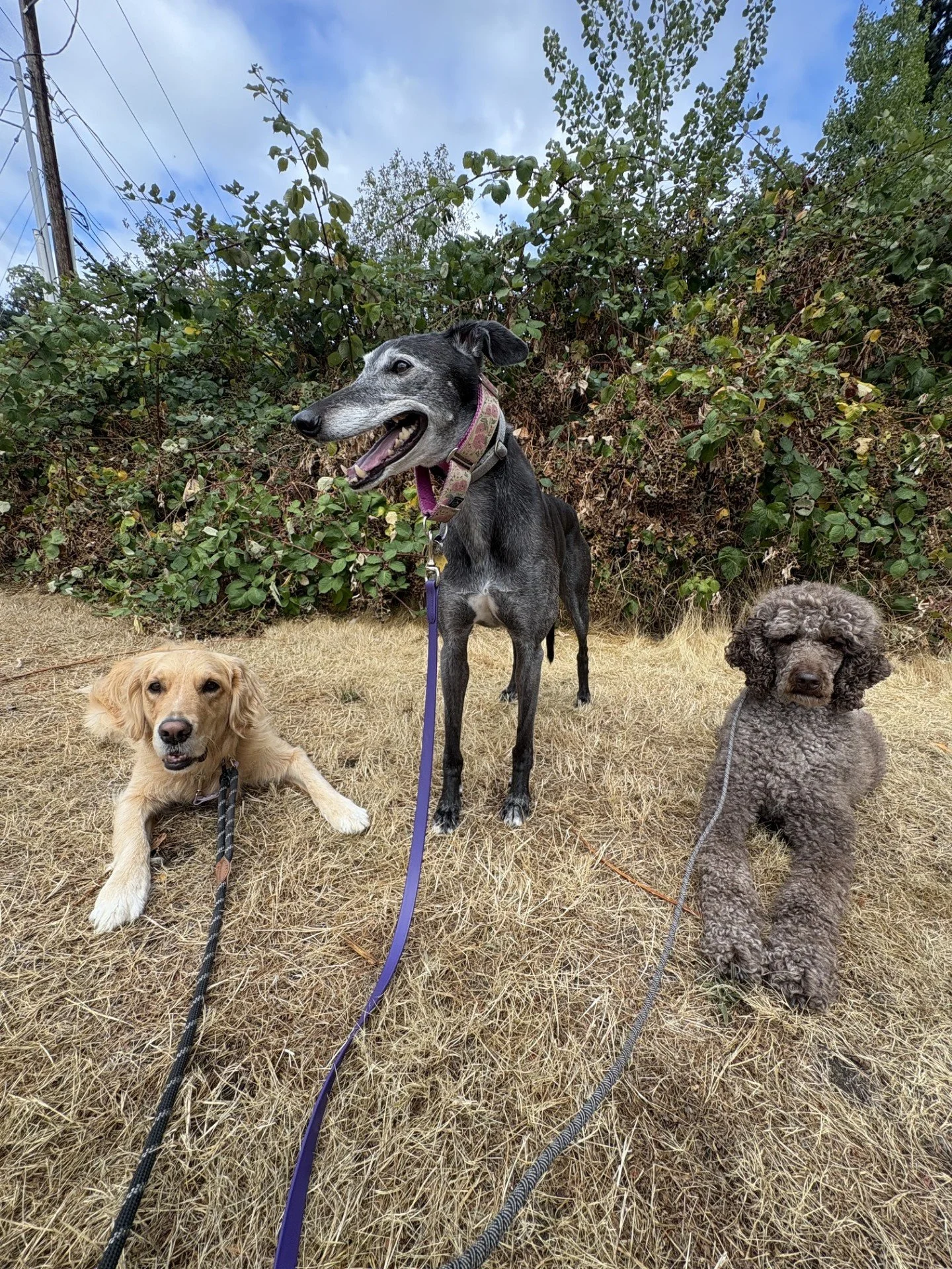 September Pack Walk in Edmonds, WA