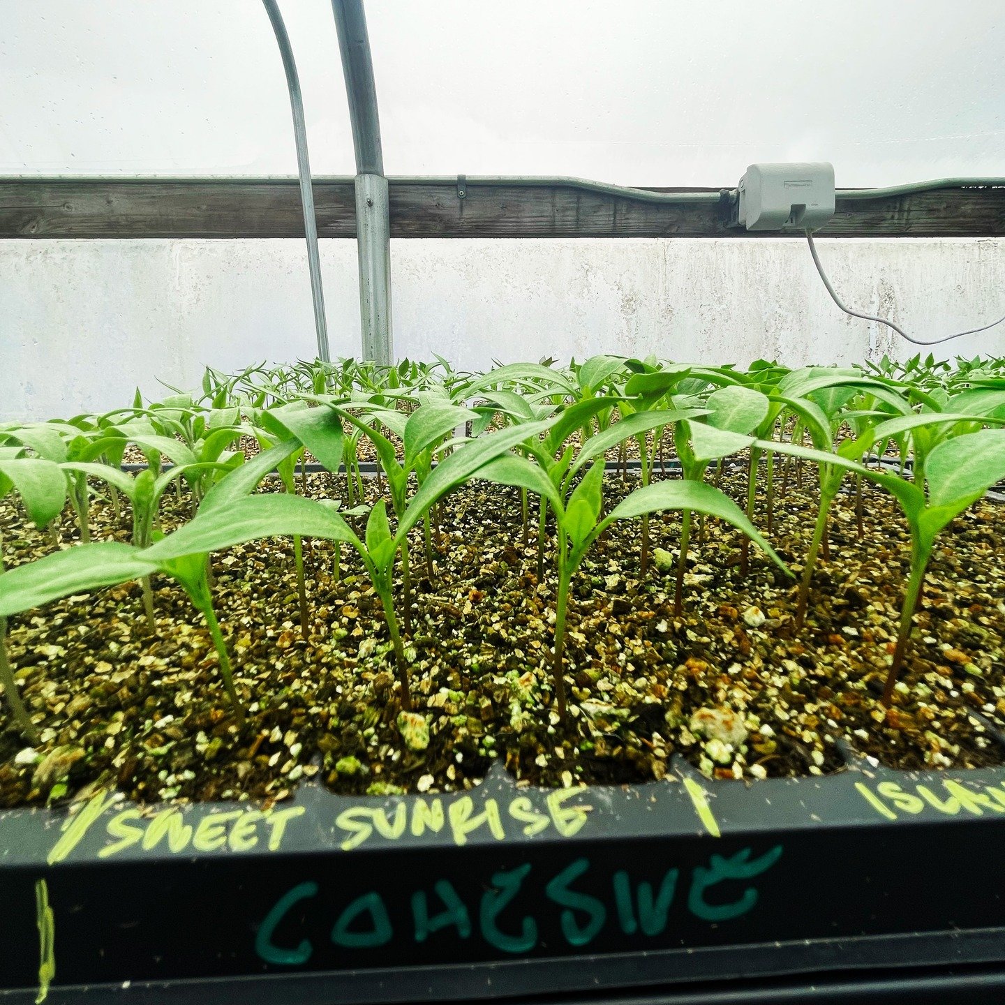 Things are busy in the greenhouse! The seedlings need constant attention and the best environment. 

Farmer Randy doesn&rsquo;t do it alone though. Lucy, a recent Lewis and Clark graduate, helps out with seeding and caring for the small plants. 

We 