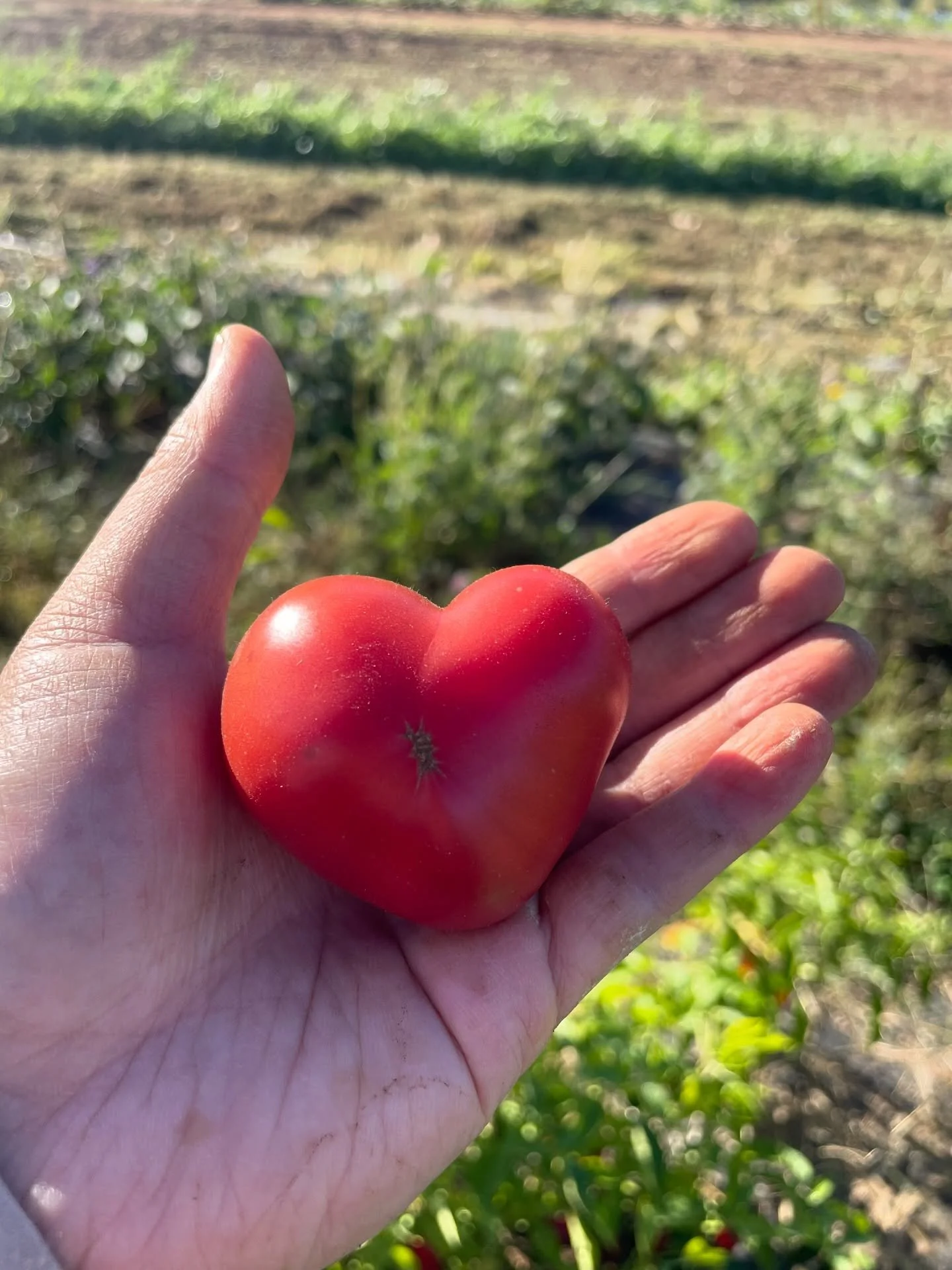 Harvest today! 😍