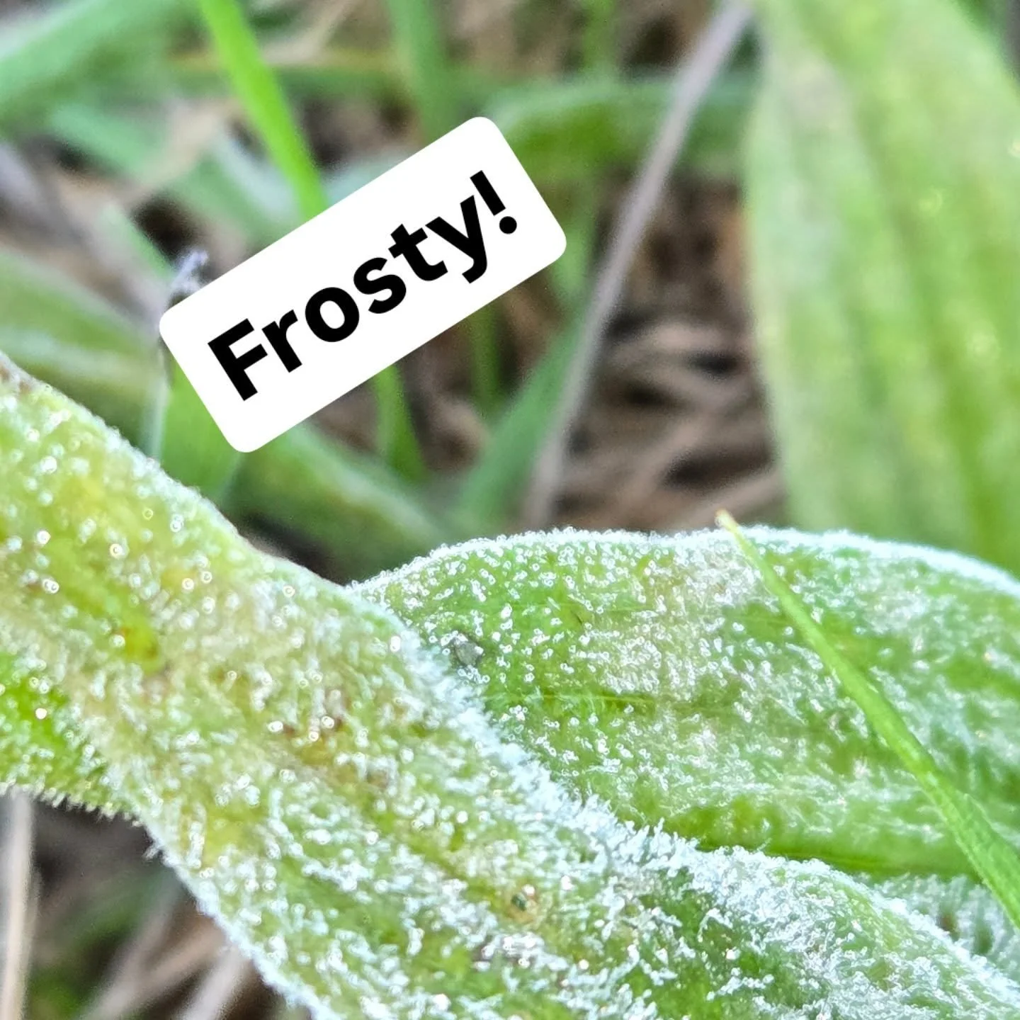 First frost of the season! Only in low spots today though