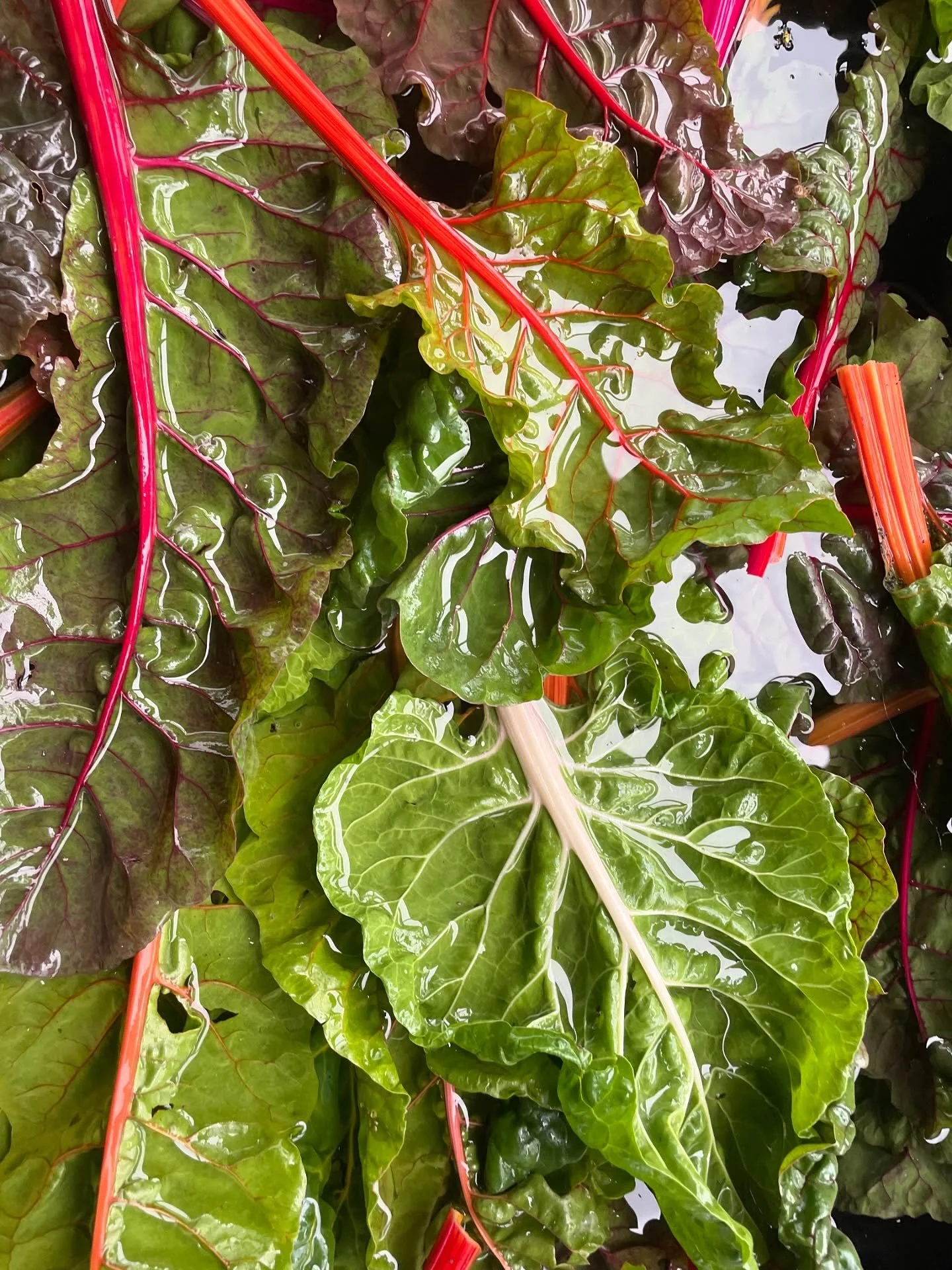 Rainbow chard appreciation post ✨🌈