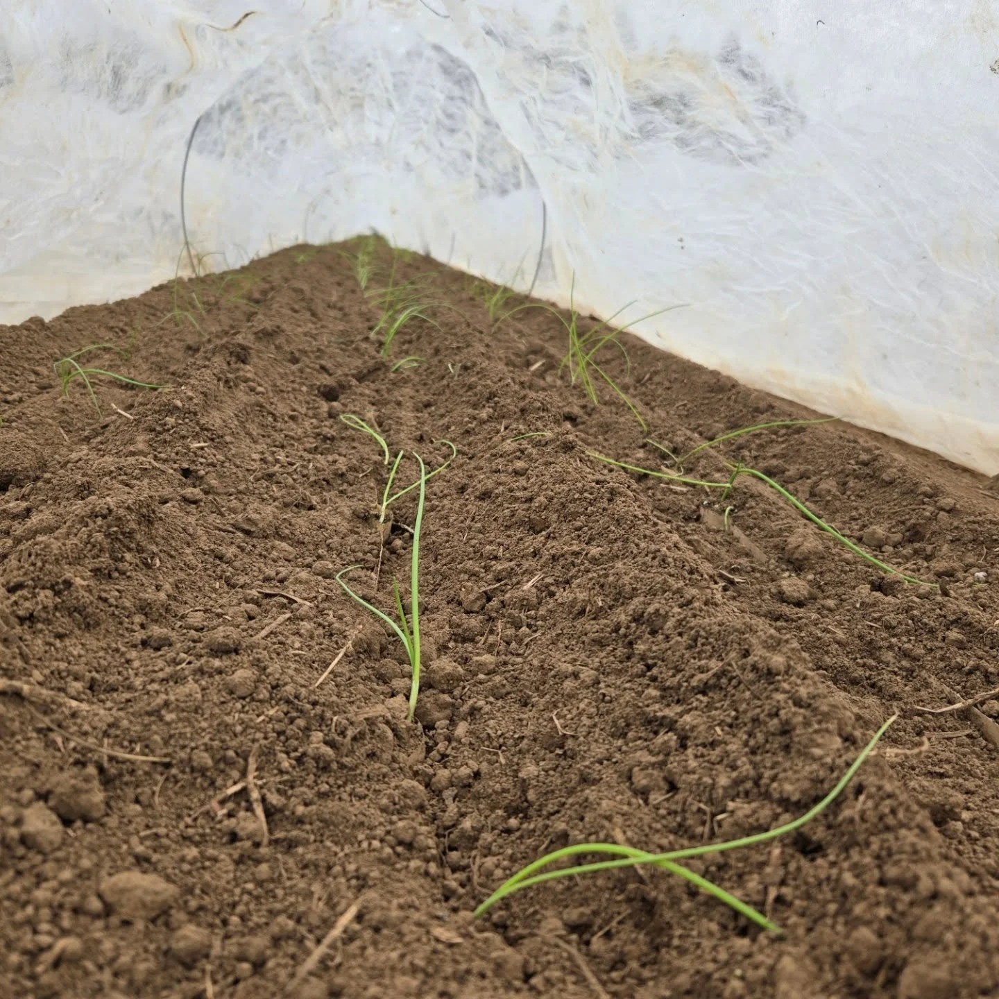 Got our spring onions planted and tucked in before the rain!