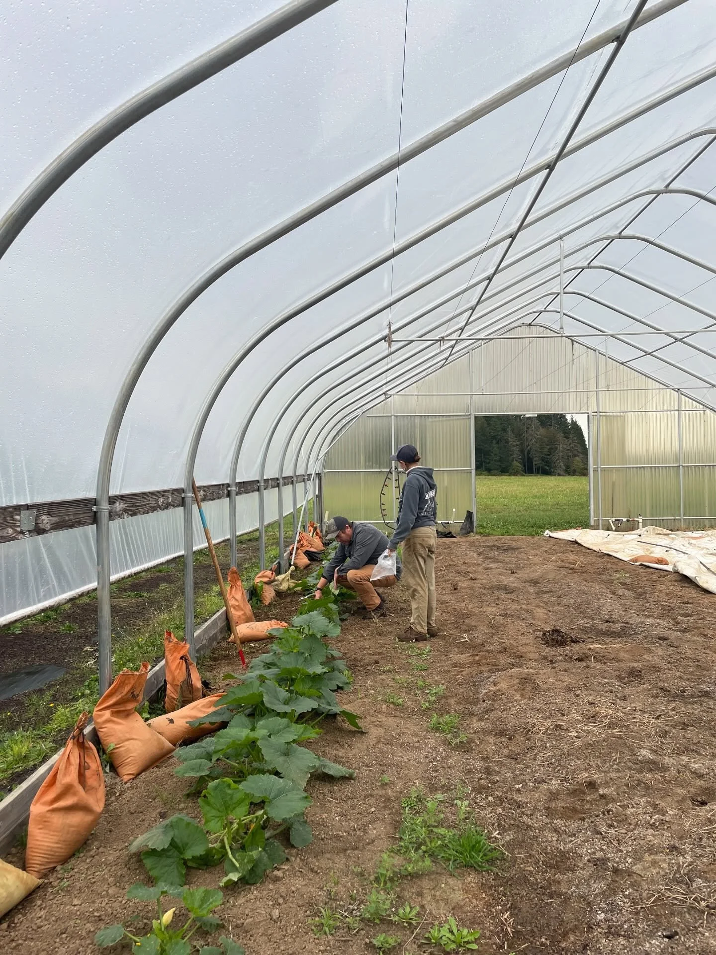 A couple pics from the high tunnel!