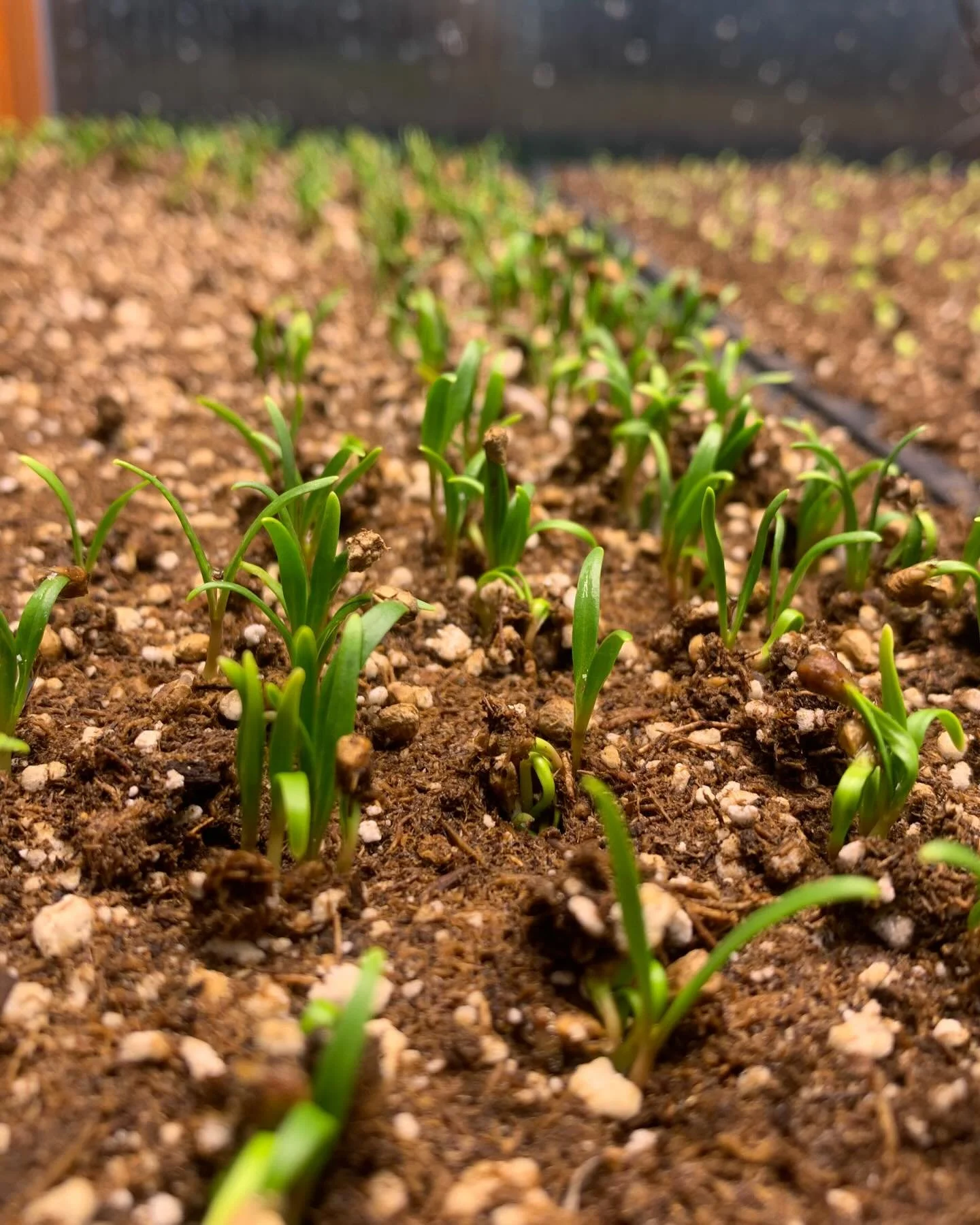 It&rsquo;s 2026 and we&rsquo;re excited for our second season!! Plants are sprouting and there&rsquo;s still so much more to sow! Come visit us at PSU farmers market February 28th.