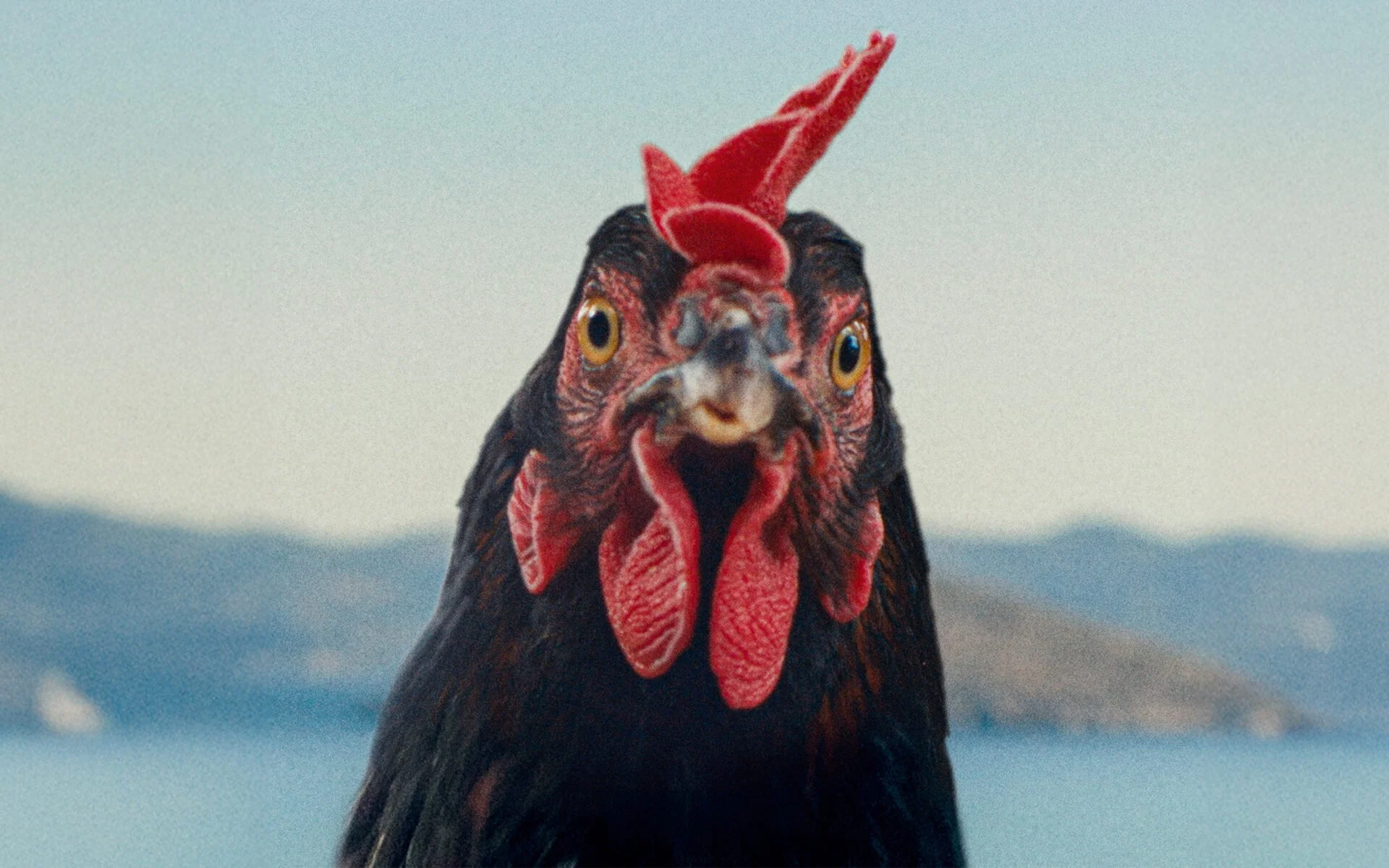 A Hen, Greece, and Two Very Different Kinds of Cinema