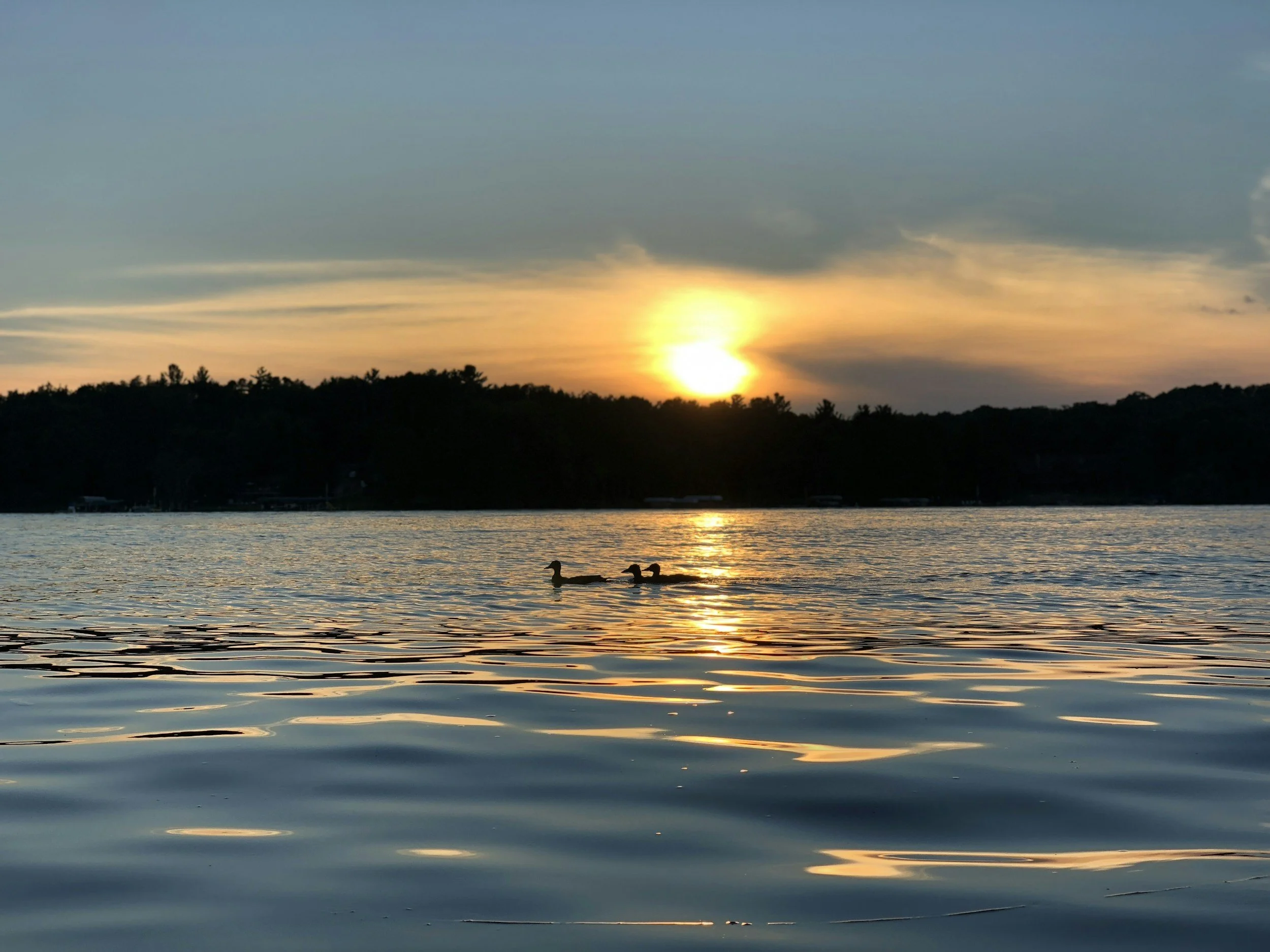 A sunset over a lake with two ducks swimming, silhouetted trees along the shoreline, and colorful sky with orange and blue hues.