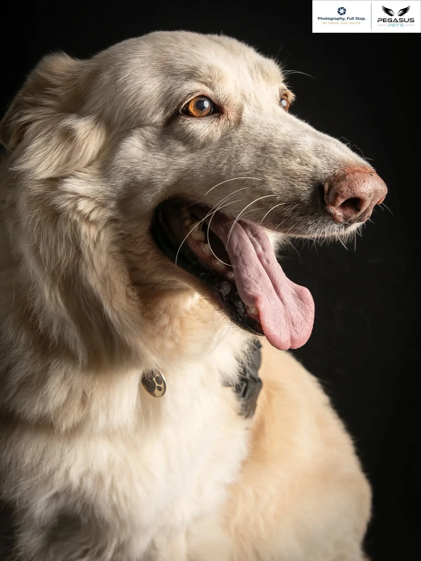 What a beaut 😍

#dogportraits #pets #petphotographer #dogsofinstagram #doggosbeingdoggos