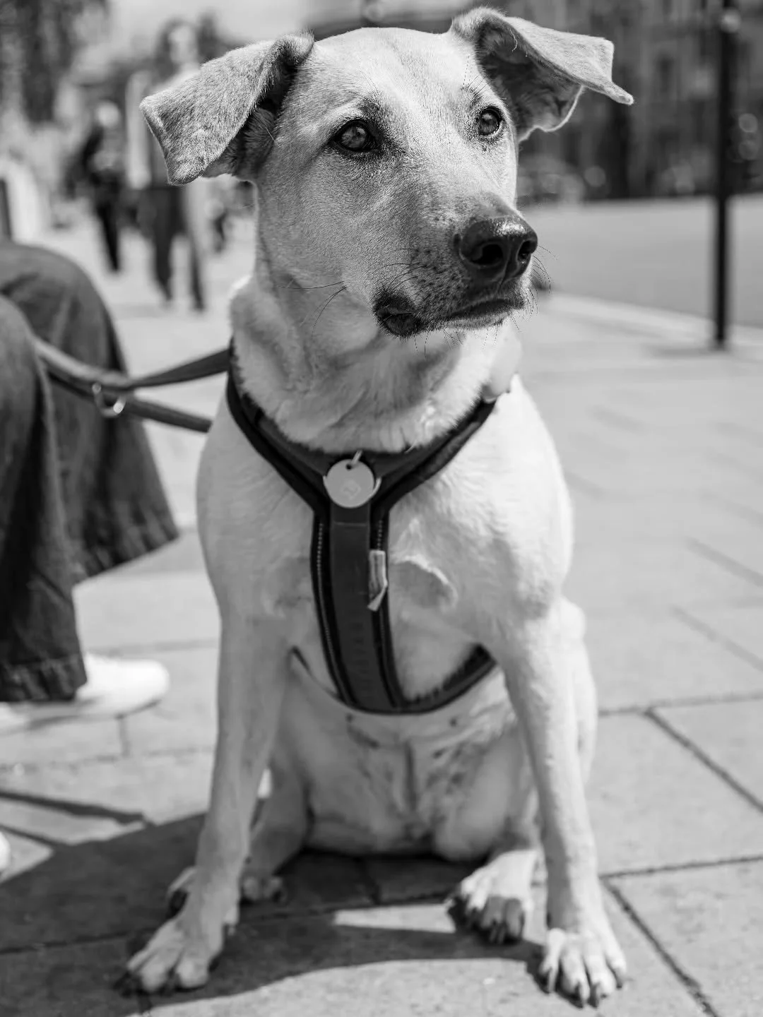 Today I spent some time in my beloved Oxford and whilst on my travels I got talking to a lovely lady with this gorgeous dog. 

She mentioned that this was a rescue found on the streets of Hungary. Since being rescued and brought to the UK, she is now