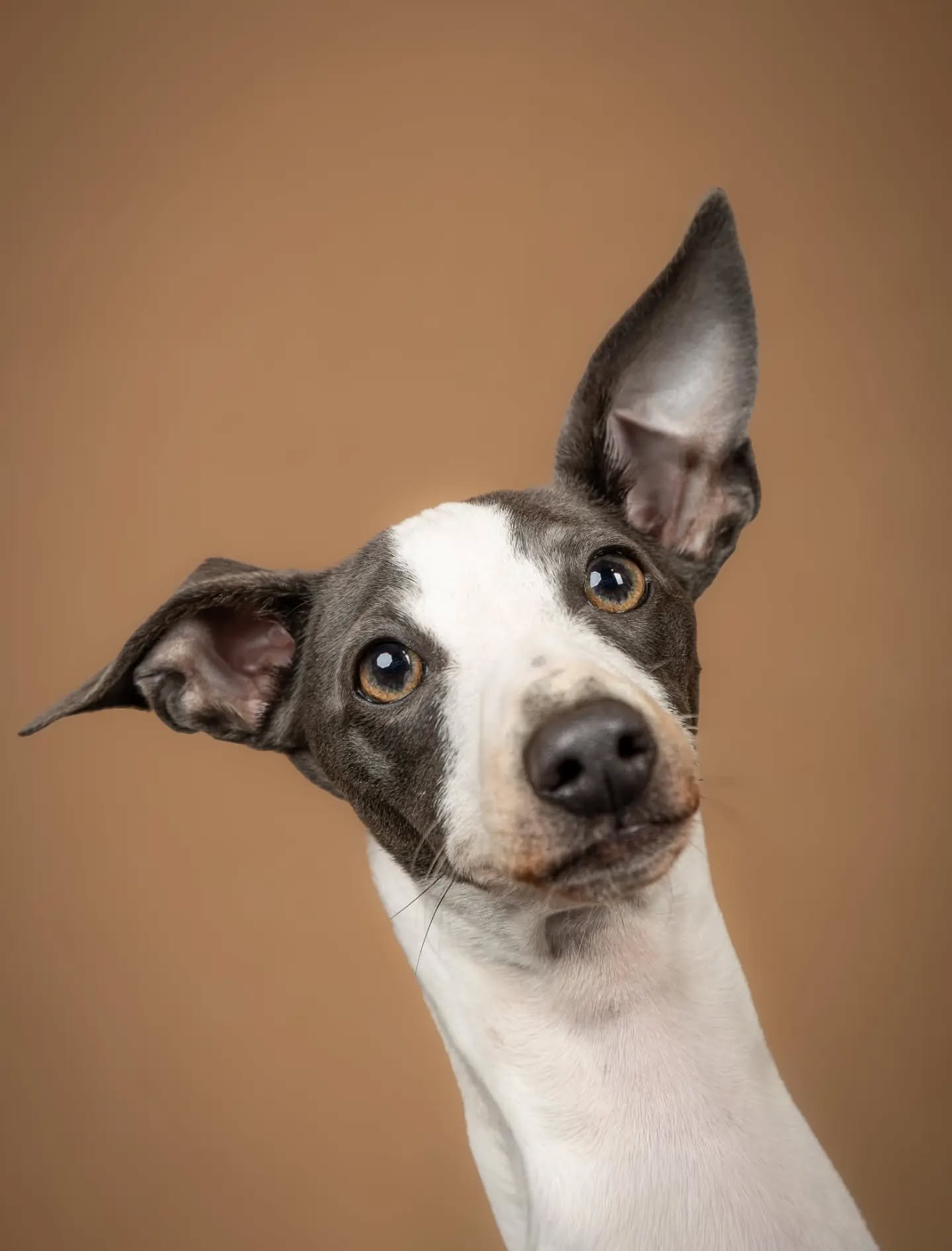Introducing Elwood. A beautiful Italian greyhound in all of his majesty.

#dogportraits #petphotographer #dog #italiangreyhoundlove #photographyfullstop