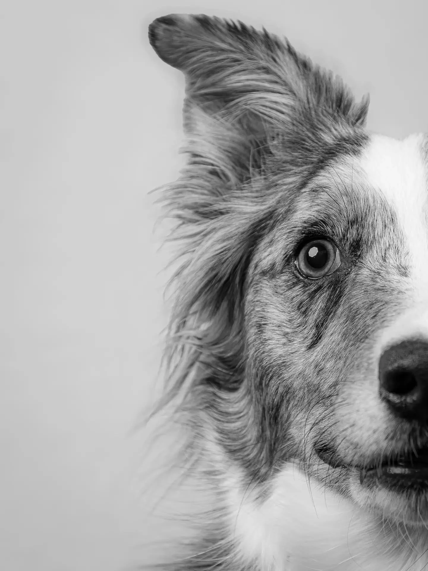 Introducing the stunning Luna. Such a beautiful girl and I had such a blast capturing some shots together.

@beyondthebasicsdogtraining thanks for providing such a lovely and well behaved model for me!

#dogphotoshoot #dogphotography #petphotographer