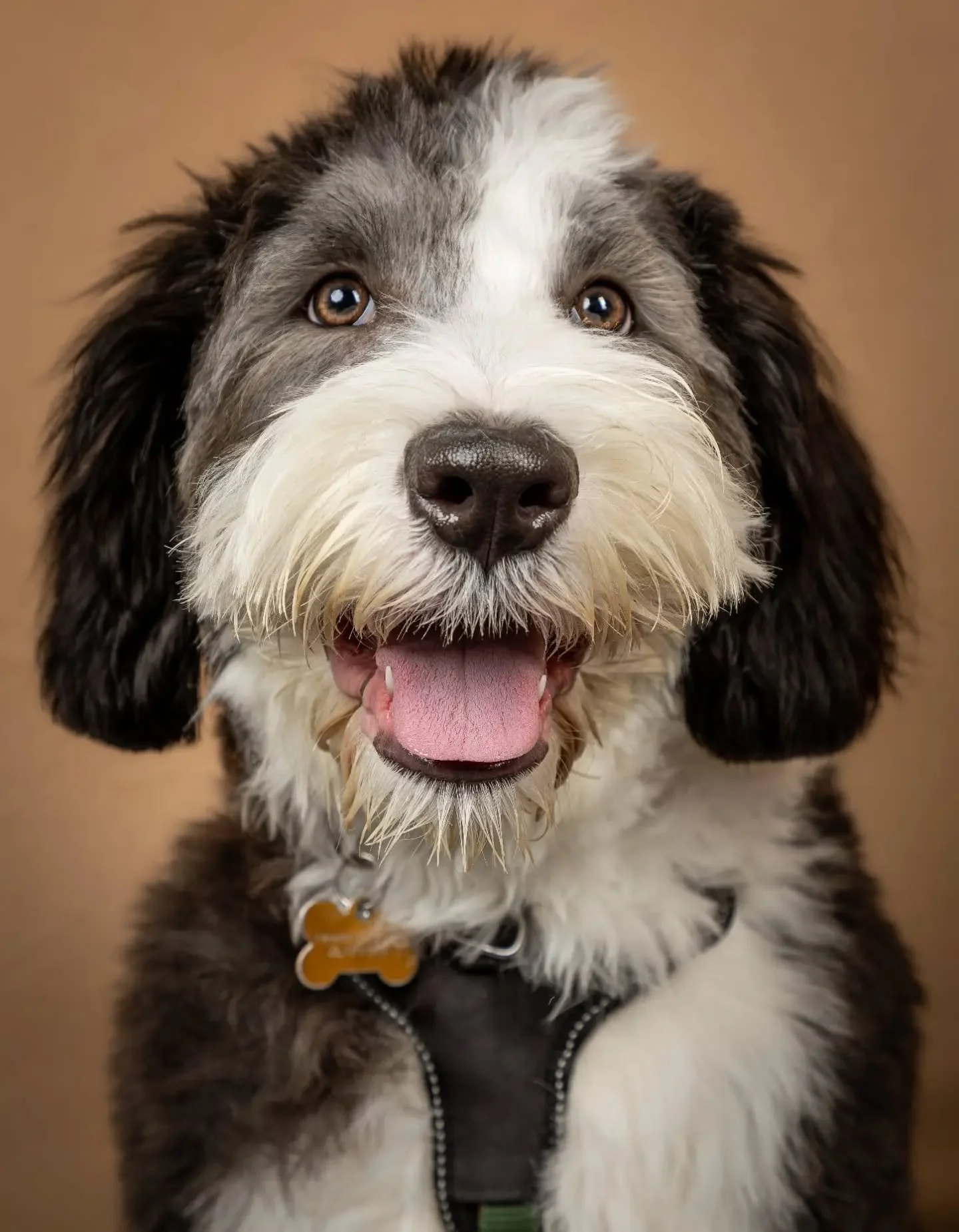 Introducing Hugo. A beautiful boy who is just so photogenic and a pleasure to capture. 

#dogphotography #dogportraits #portraitphotography #petphotographer #dogphotoshoot