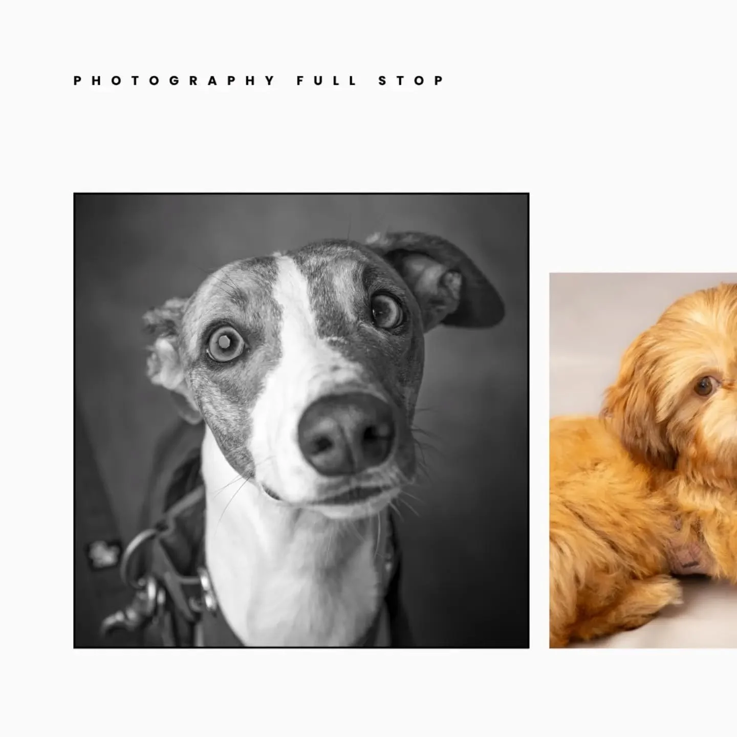 Lots of fun was had at the Bucks County show, including a small selection of dog pawtraits captured via my mobile studio. Considering the weather and logistics, we still delivered. 

#dogphotoshoot #dogportraits #petphotographer #portraitphotography 
