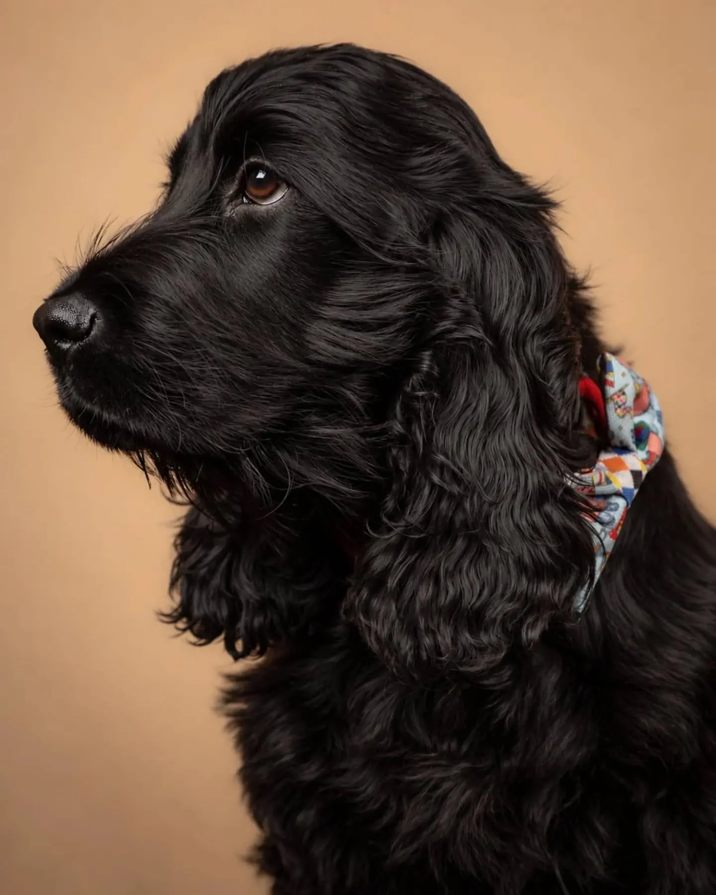 #puppy #dogphotoshoot #dogportraits #dogphotography #puppyportrait
