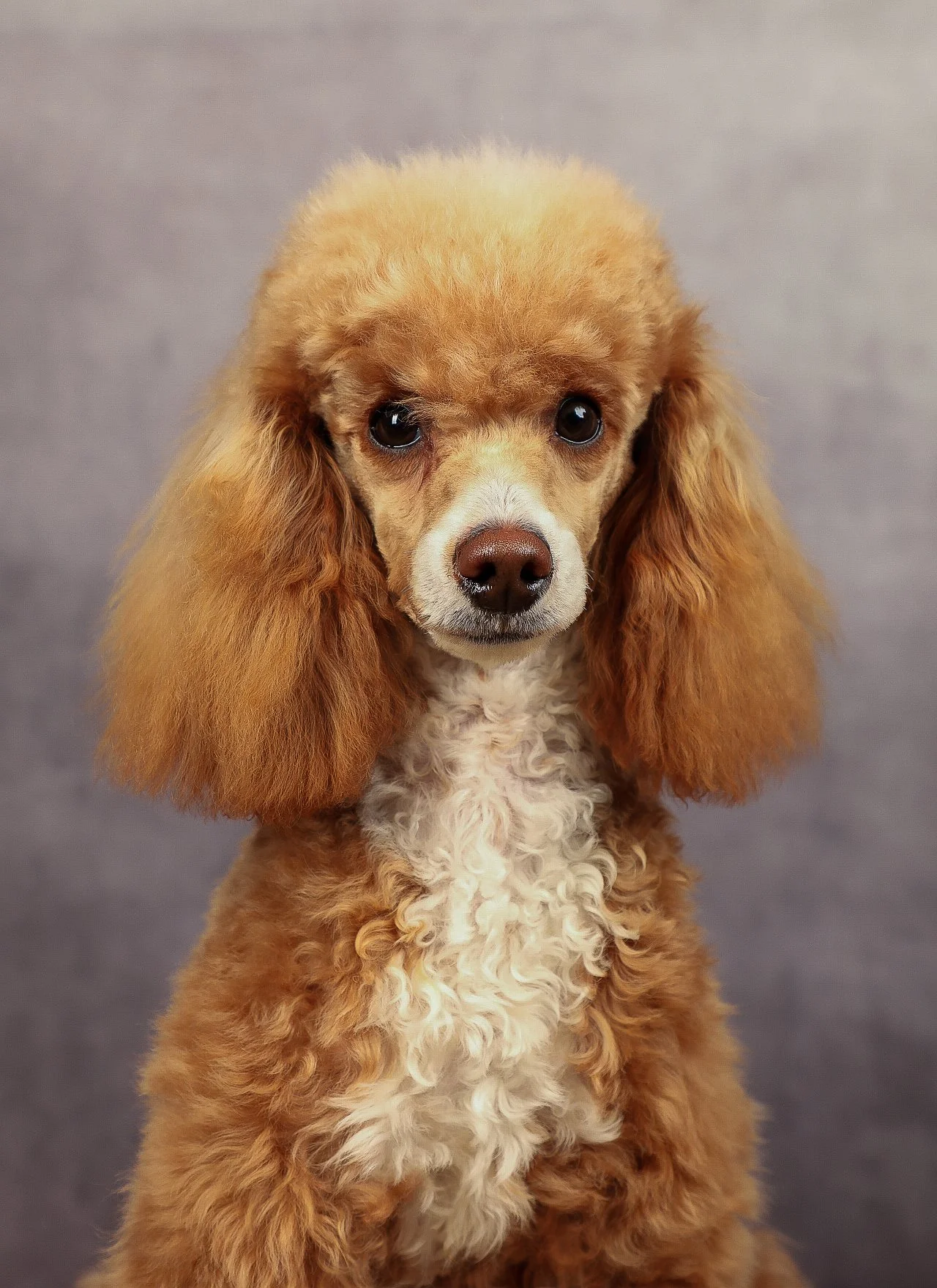 Poodle dog portrait in studio
