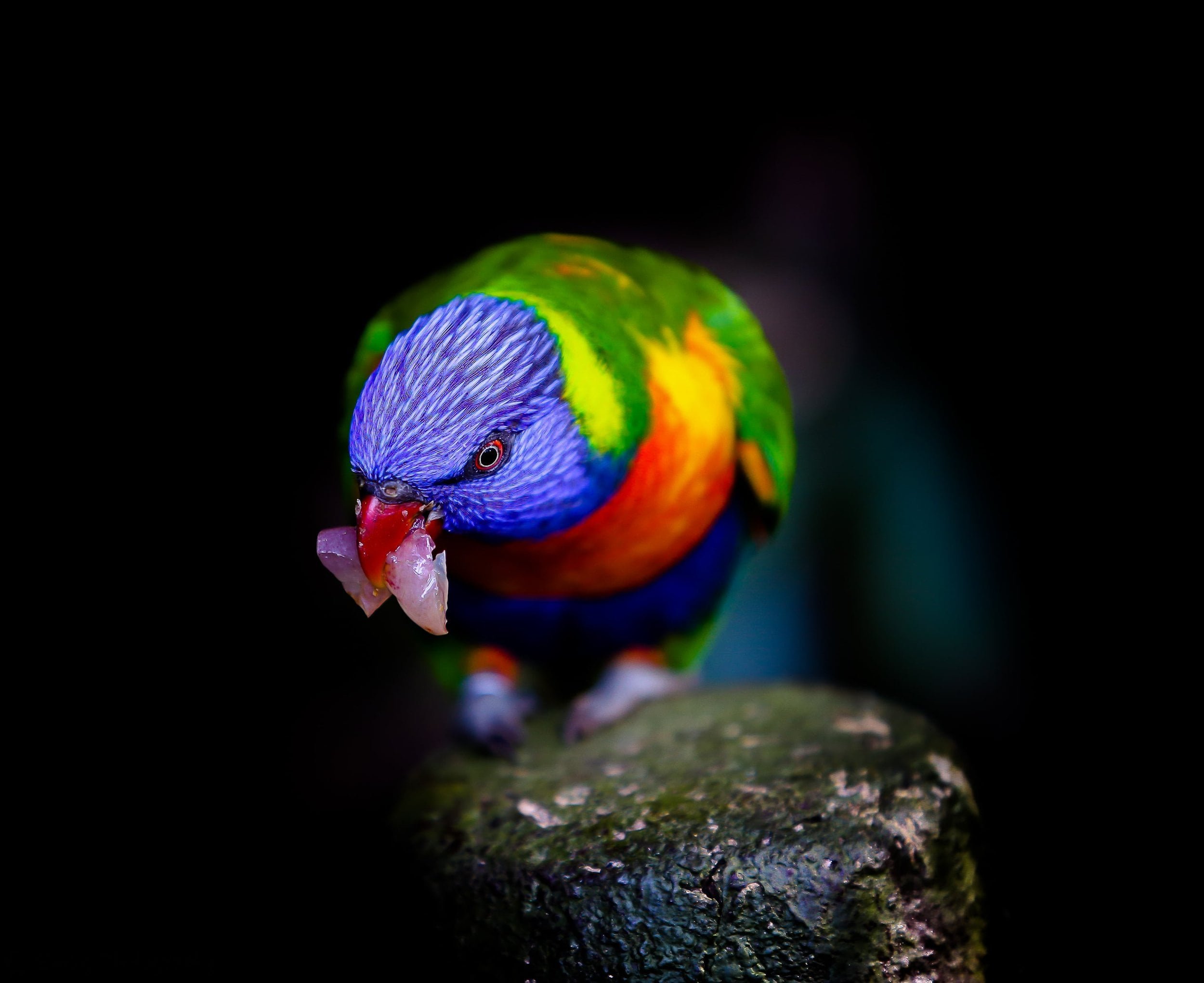 A picture of a parakeet eating food