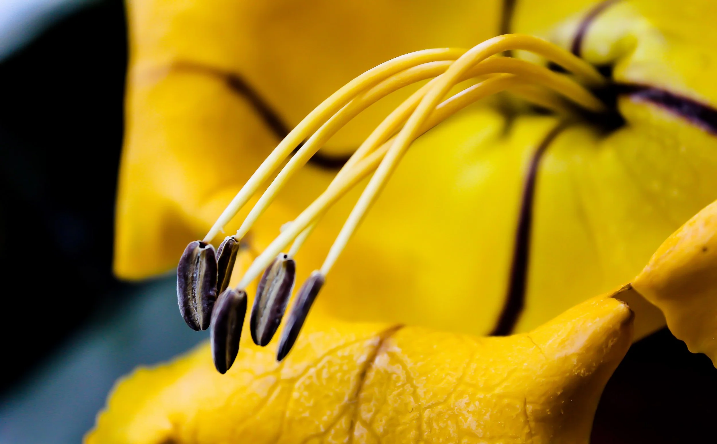 Yellow Flower.jpg