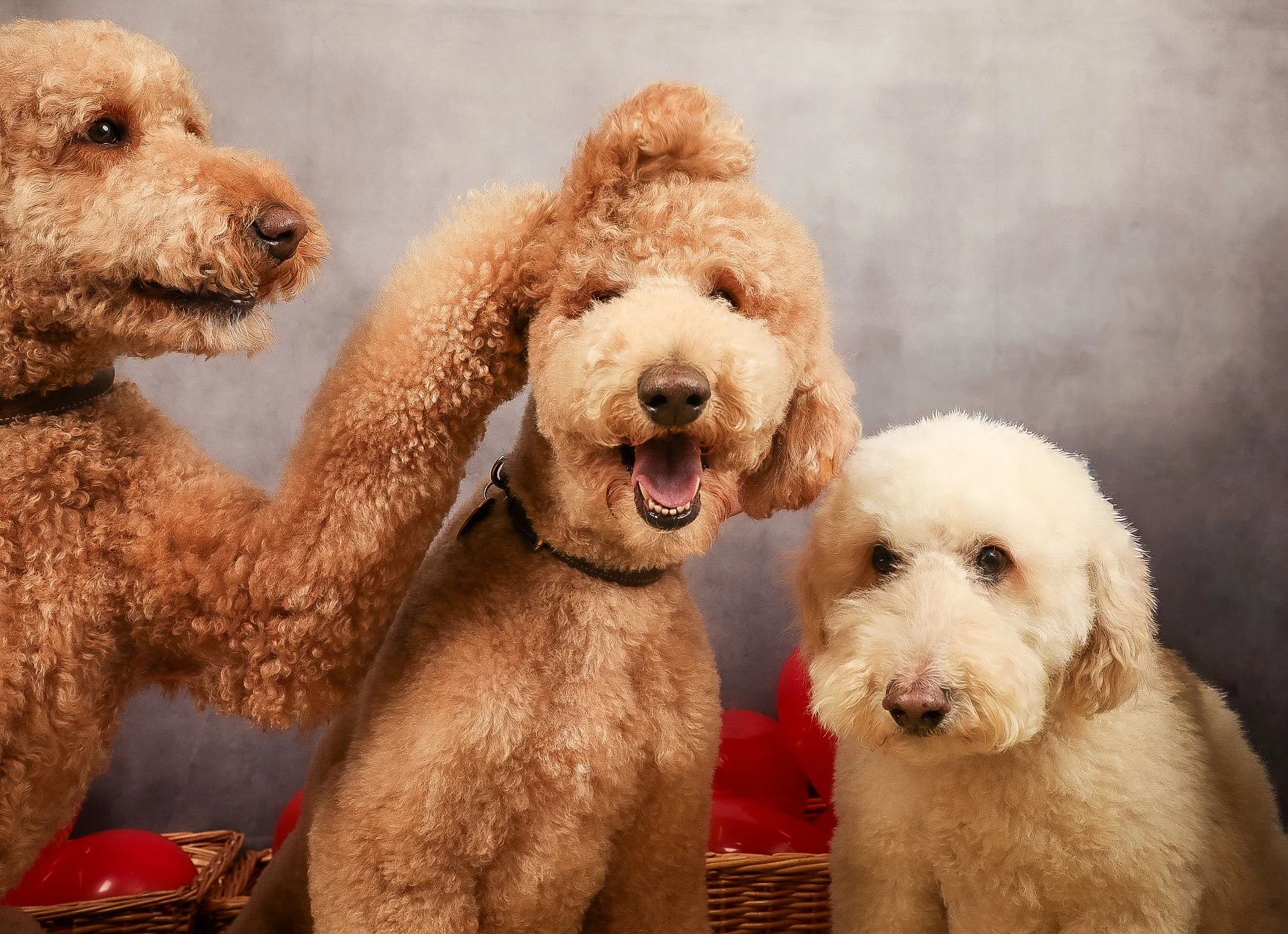 Clips Dog Grooming Shoot-910-2.jpg