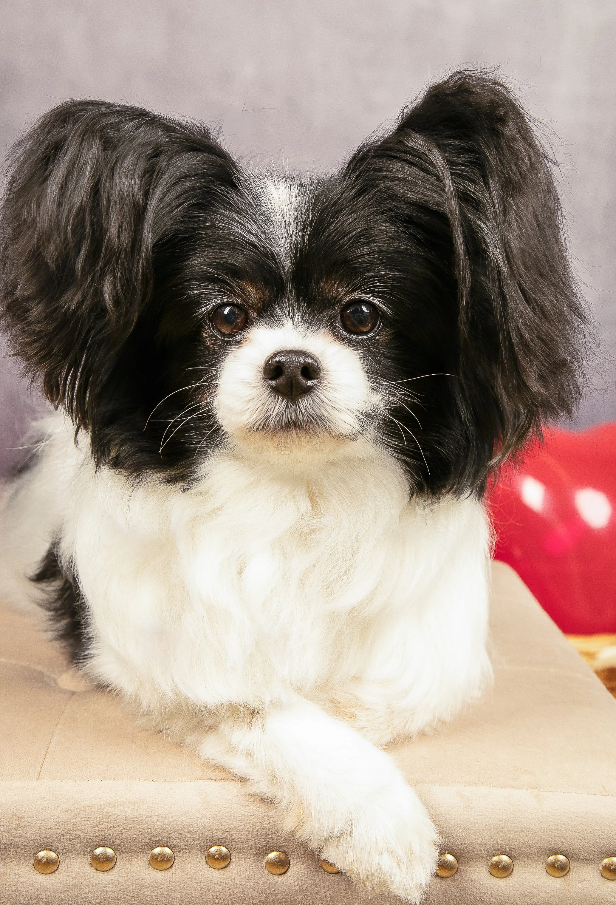 A black and white dog with long, fluffy ears and dark eyes sitting on a beige padded bench with decorative nailhead trim. A red object is partially visible in the background.