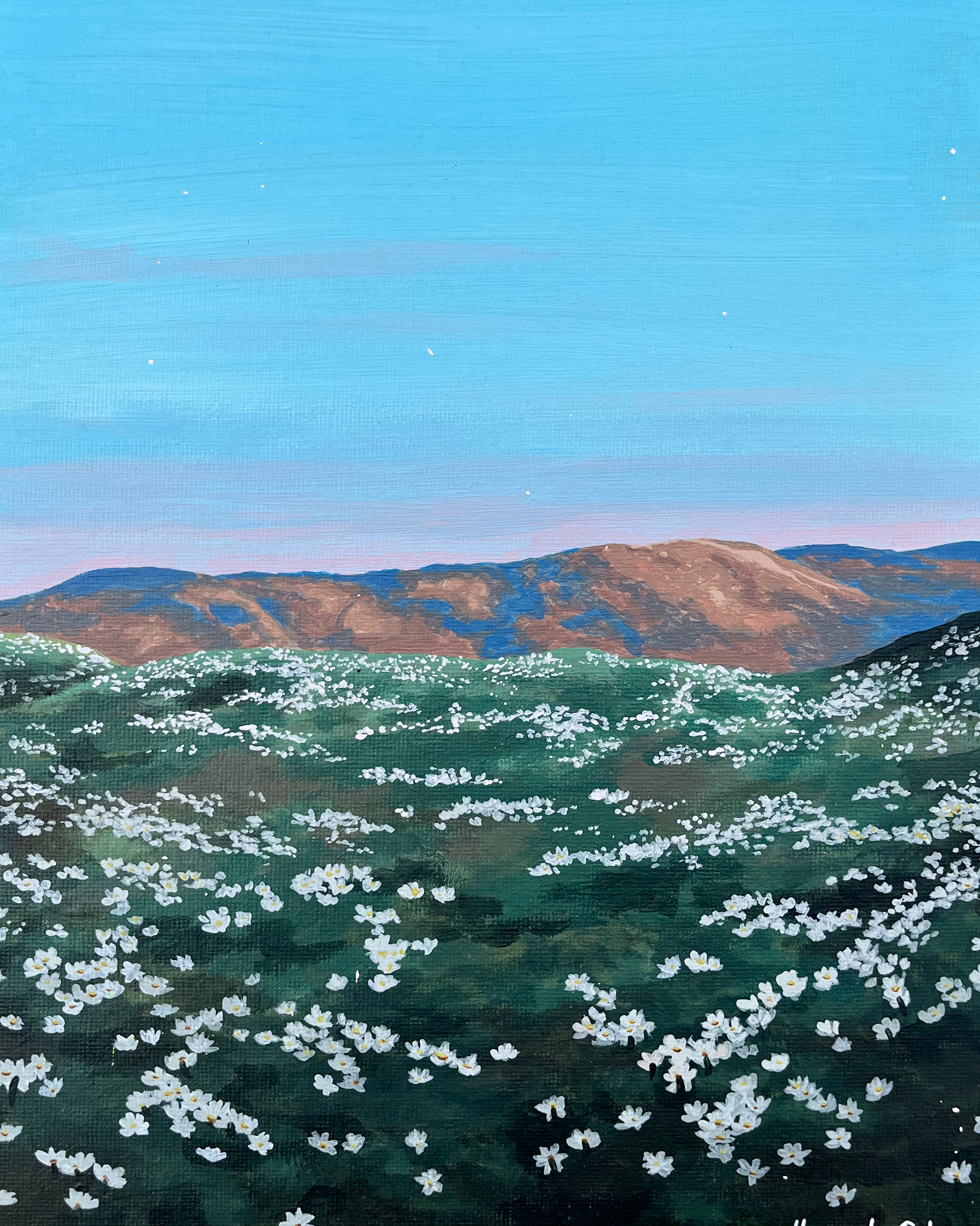 Ochil Daisies 5.png (Copy)