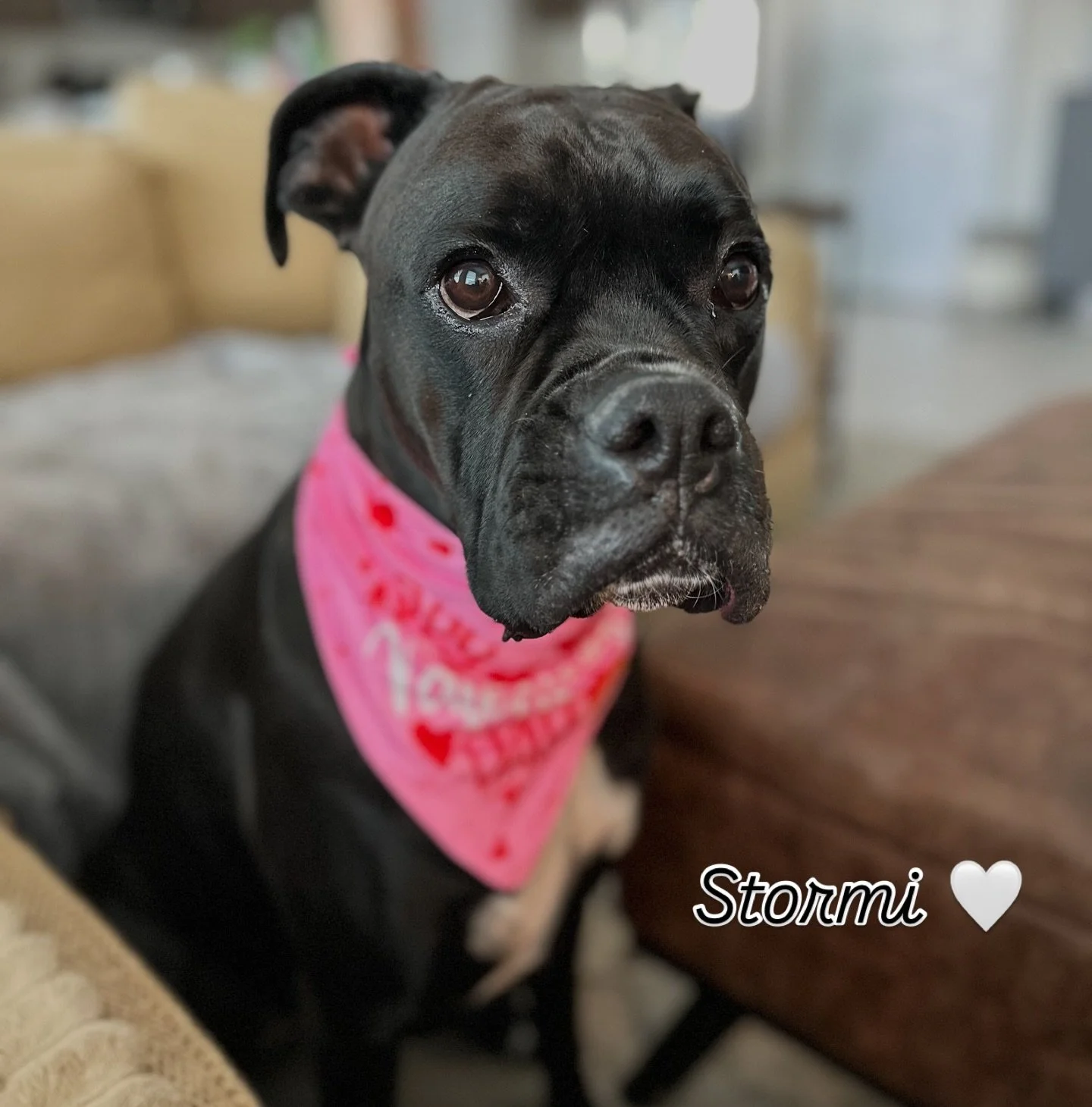 My 2 valentines 💌 

#boxervalentines #boxersofinstagram #valentines #truelove
