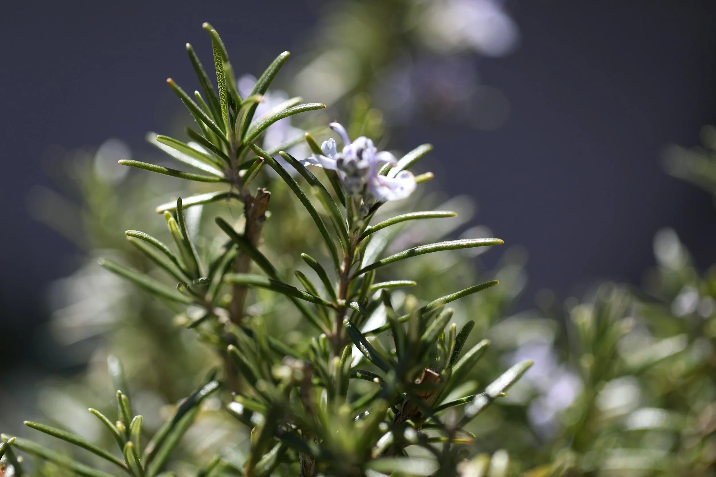 ROSEMARY HYDROSOL