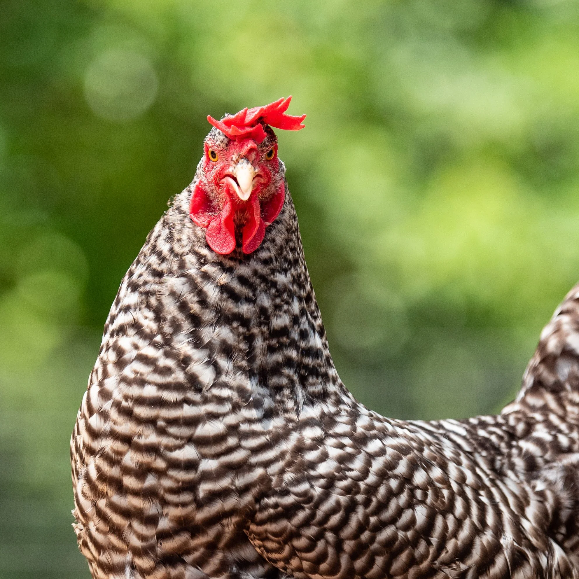 Chickens-3.jpg