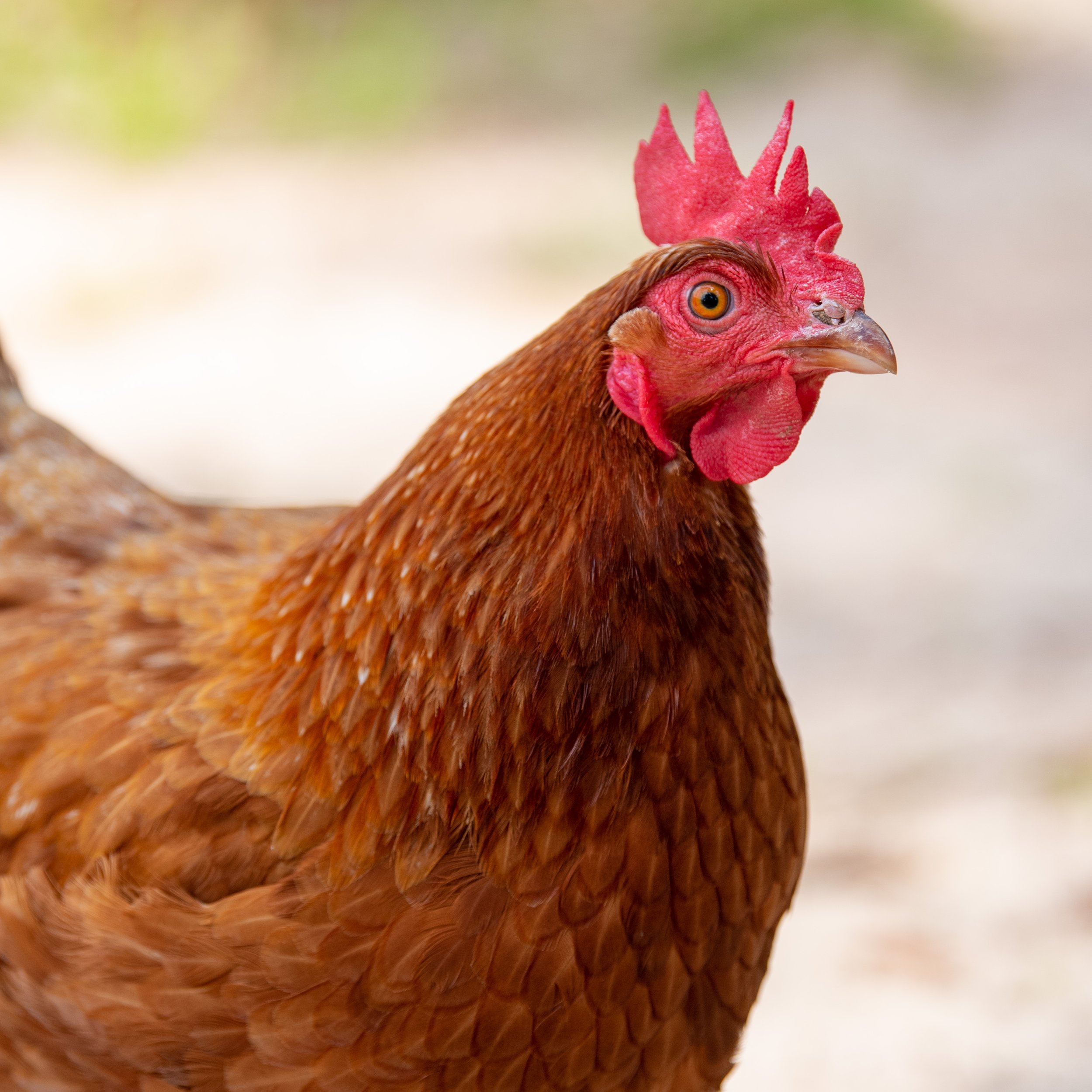 Chickens-2.jpg