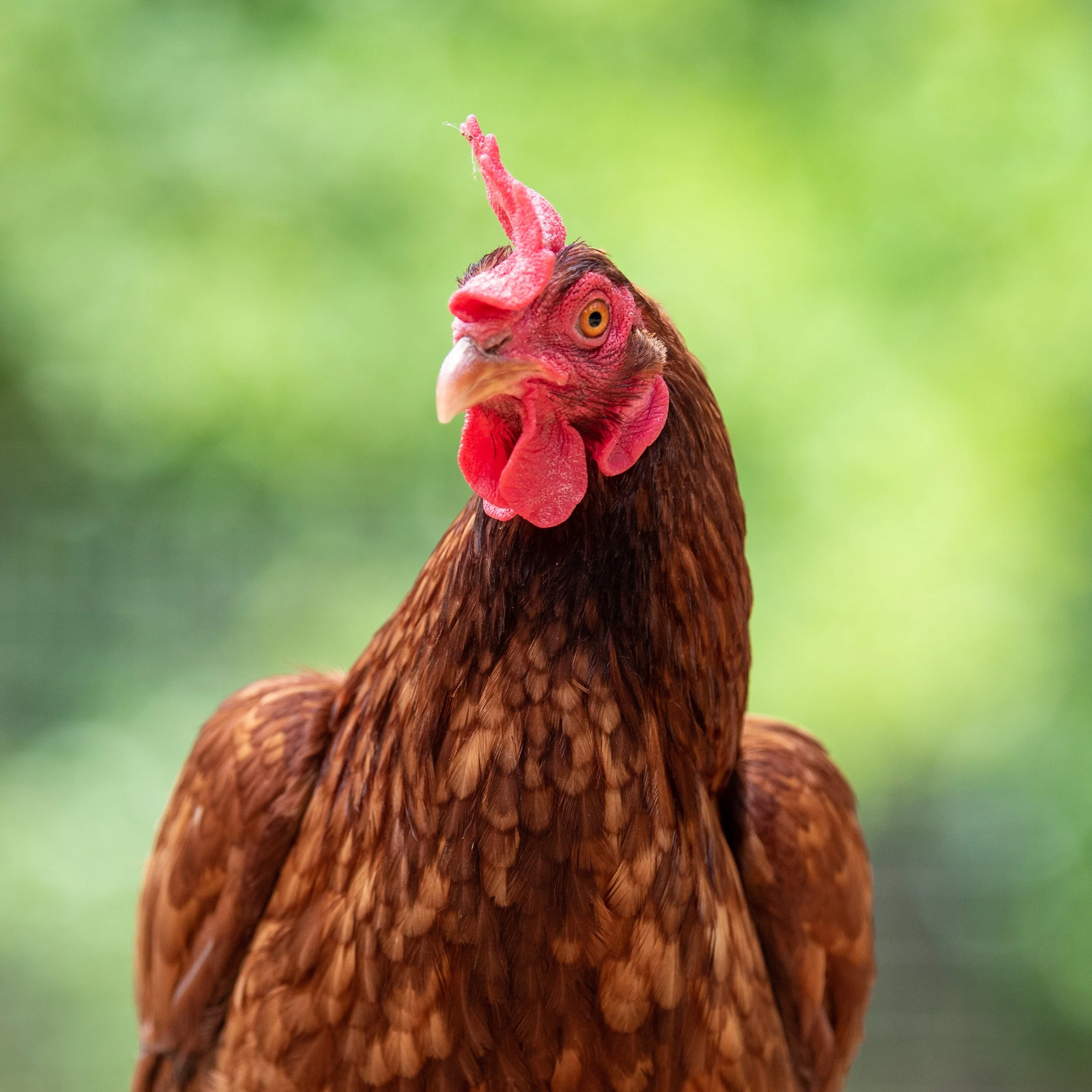 Chickens.jpg