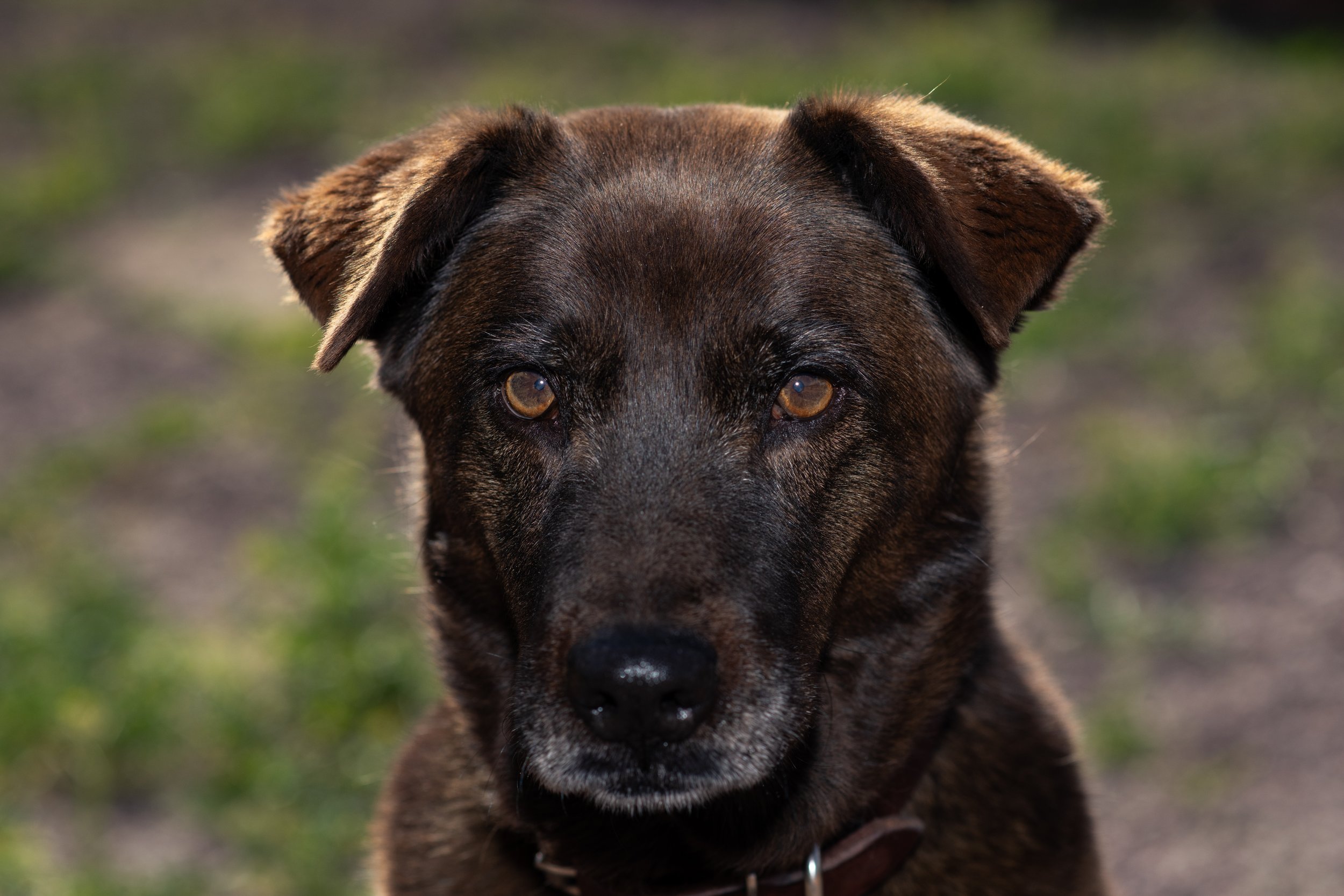 DOGS%202026-5.jpg