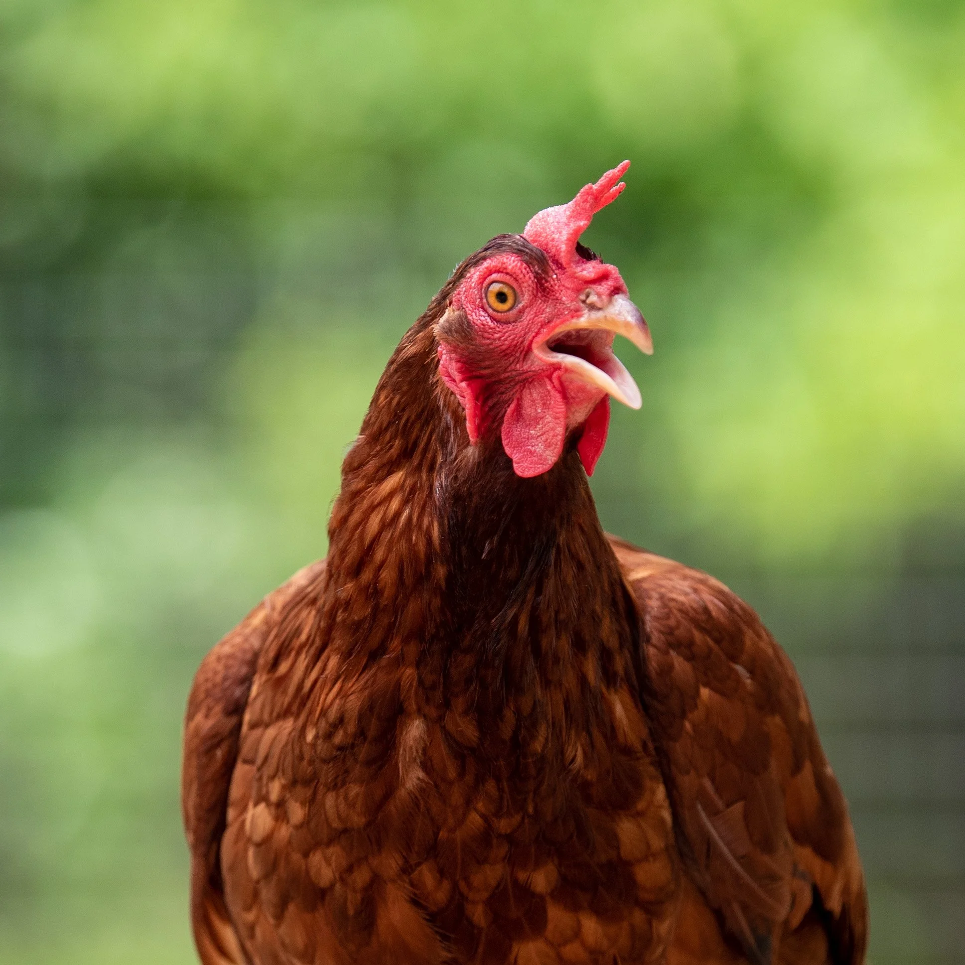 Chickens-4.jpg