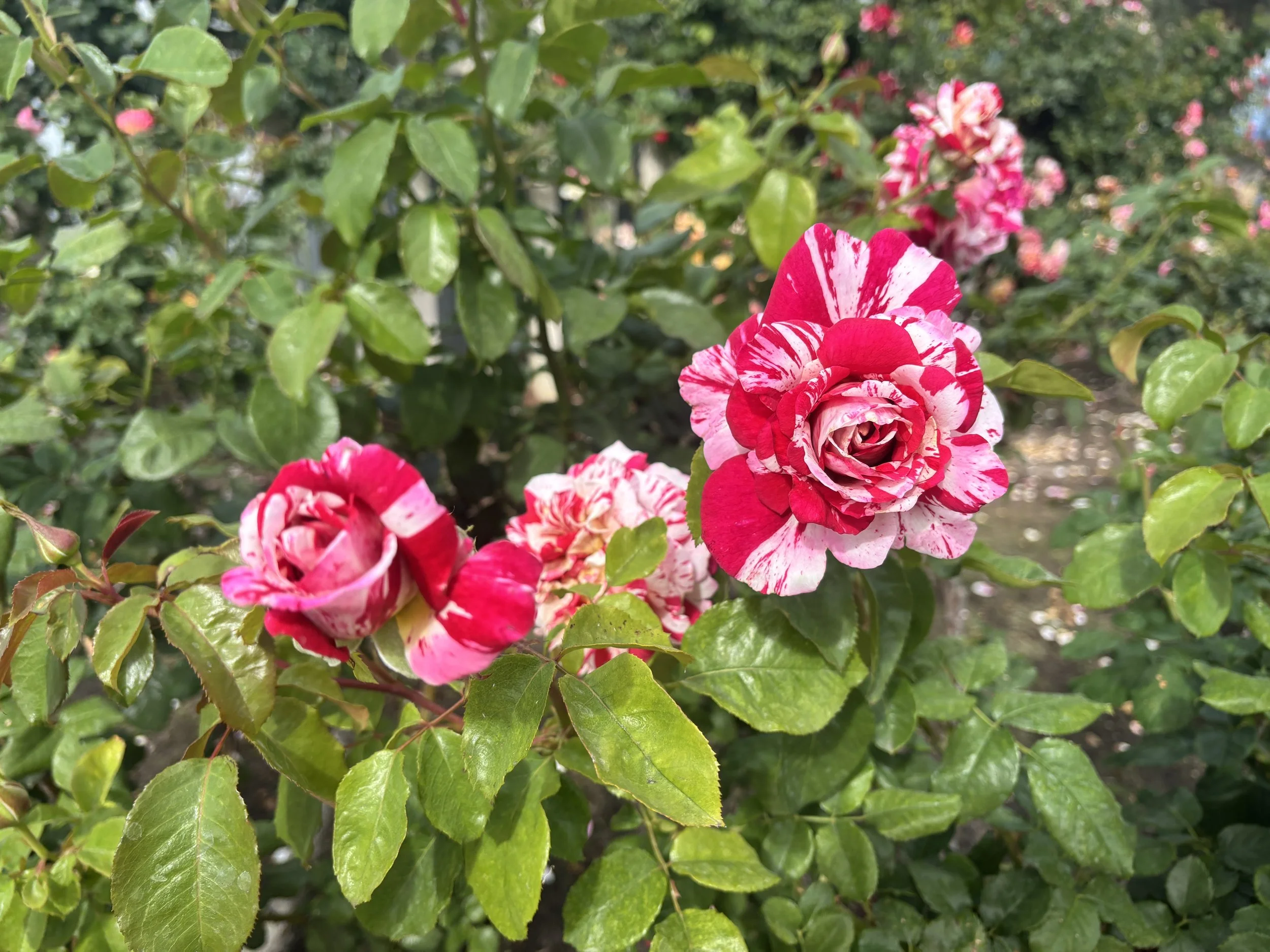 IMG_3556.jpeg