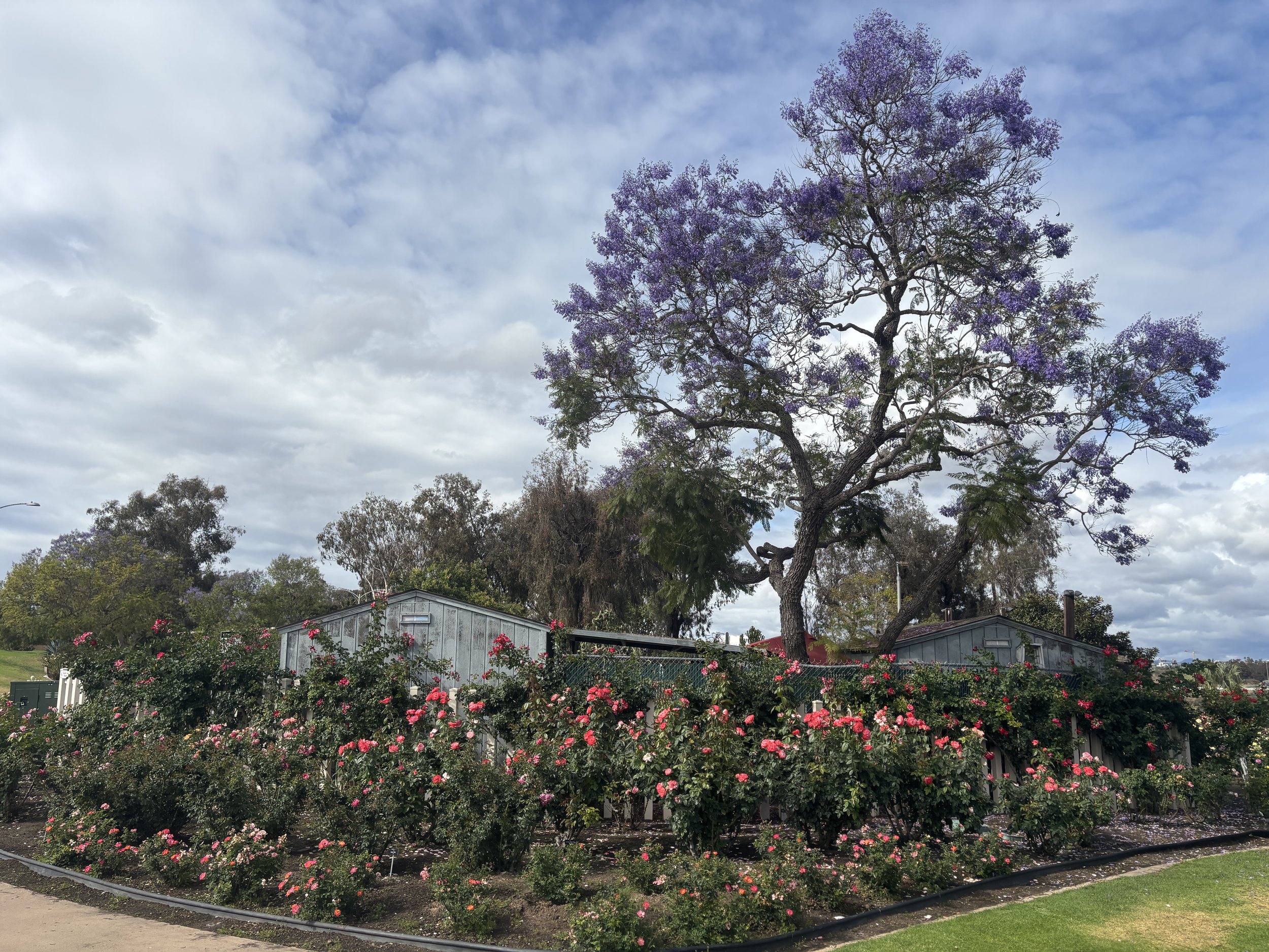 IMG_3540.jpeg