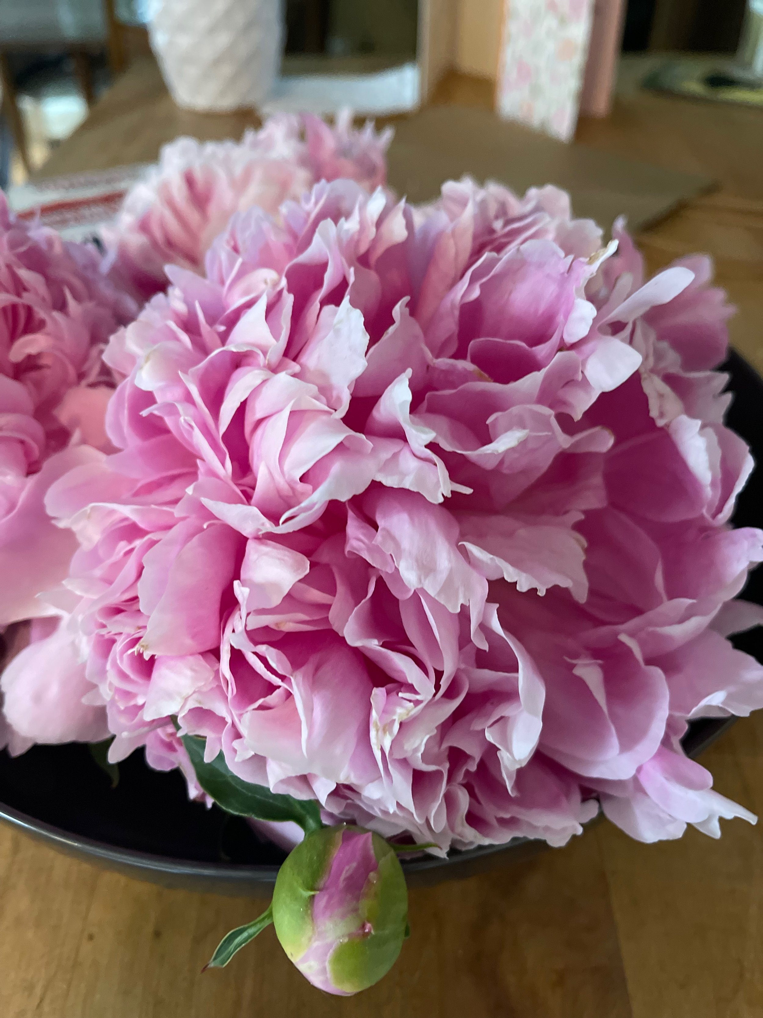 Peonies Galore!
