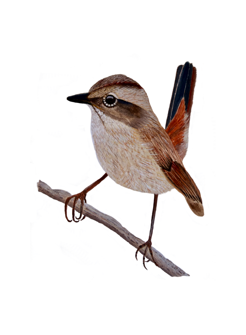 Little Sparrow Fine Art Print