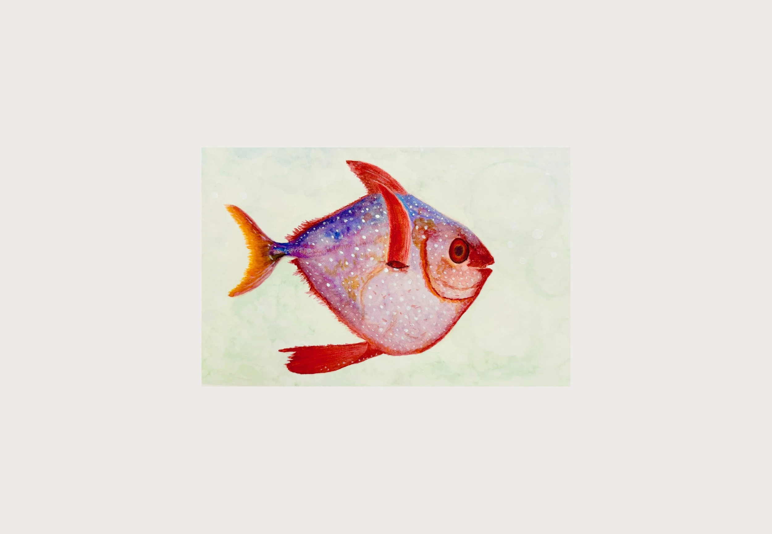 Moonfish Fine Art Print