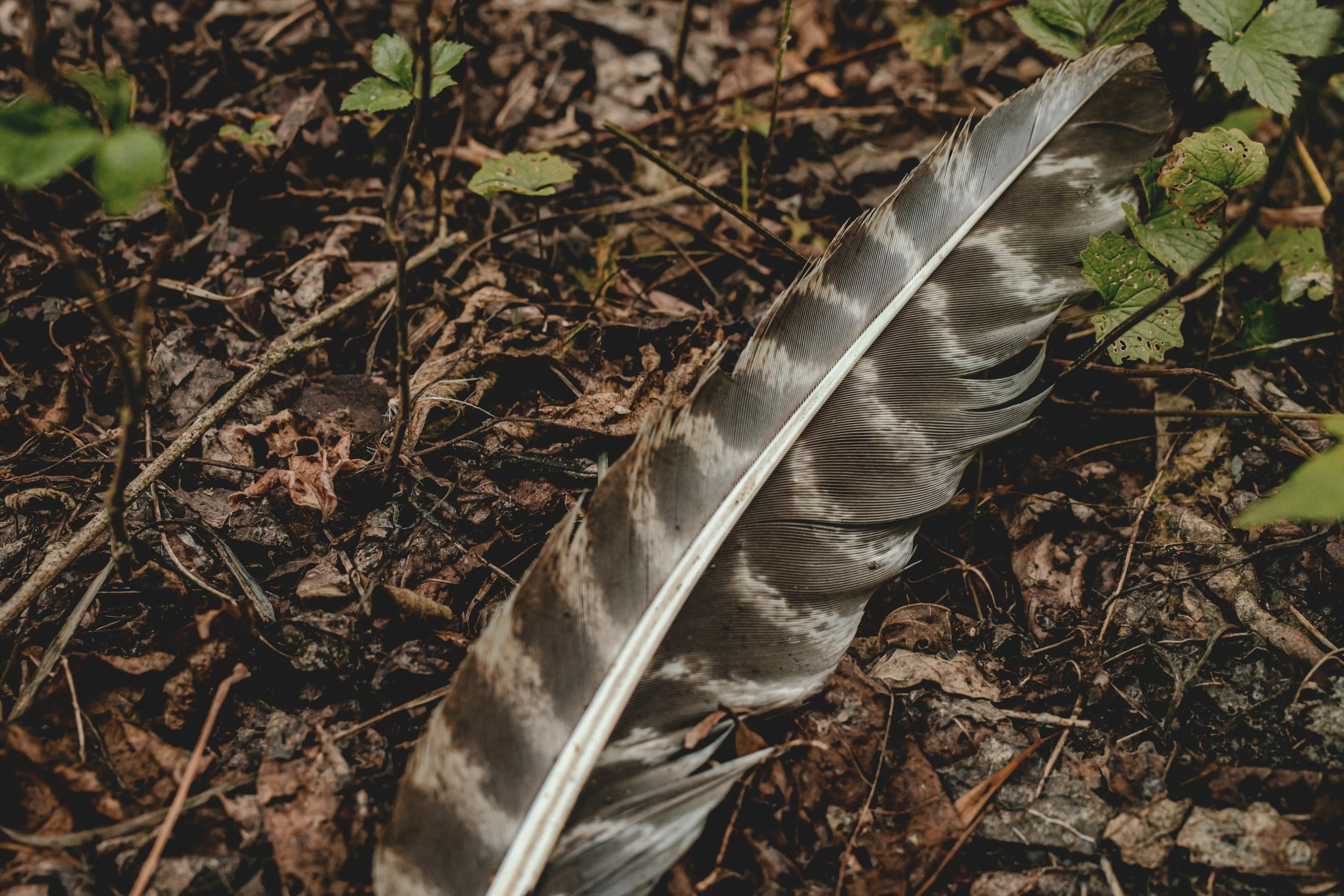 unbuttoned farms 2024-45.jpg