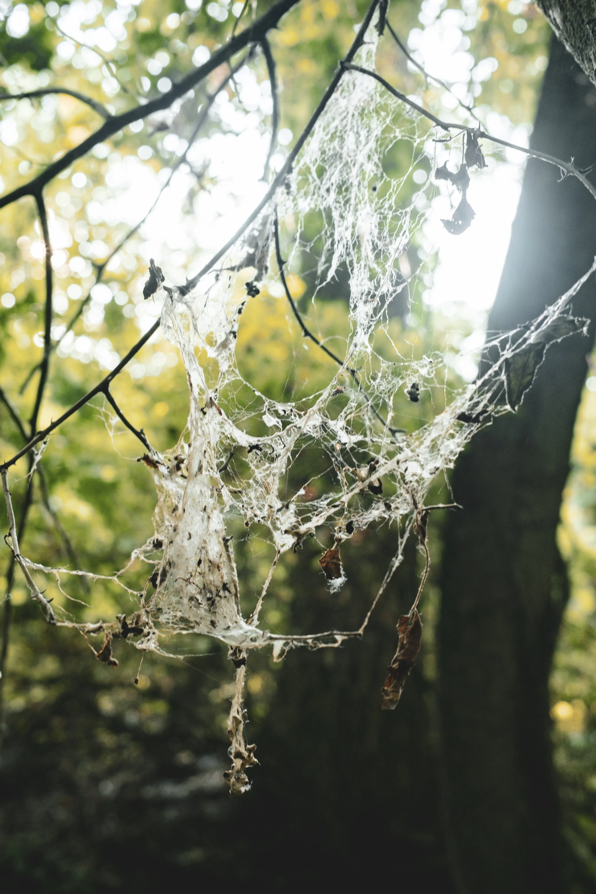 unbuttoned farms 2024-42.jpg