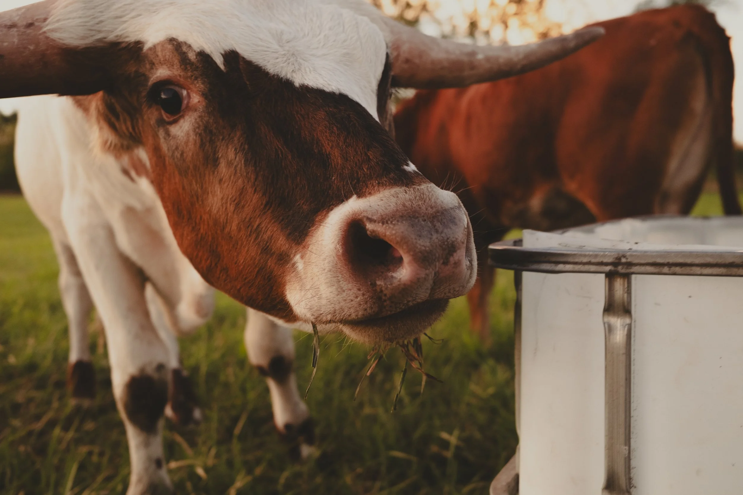 unbuttoned farms 2024.jpg