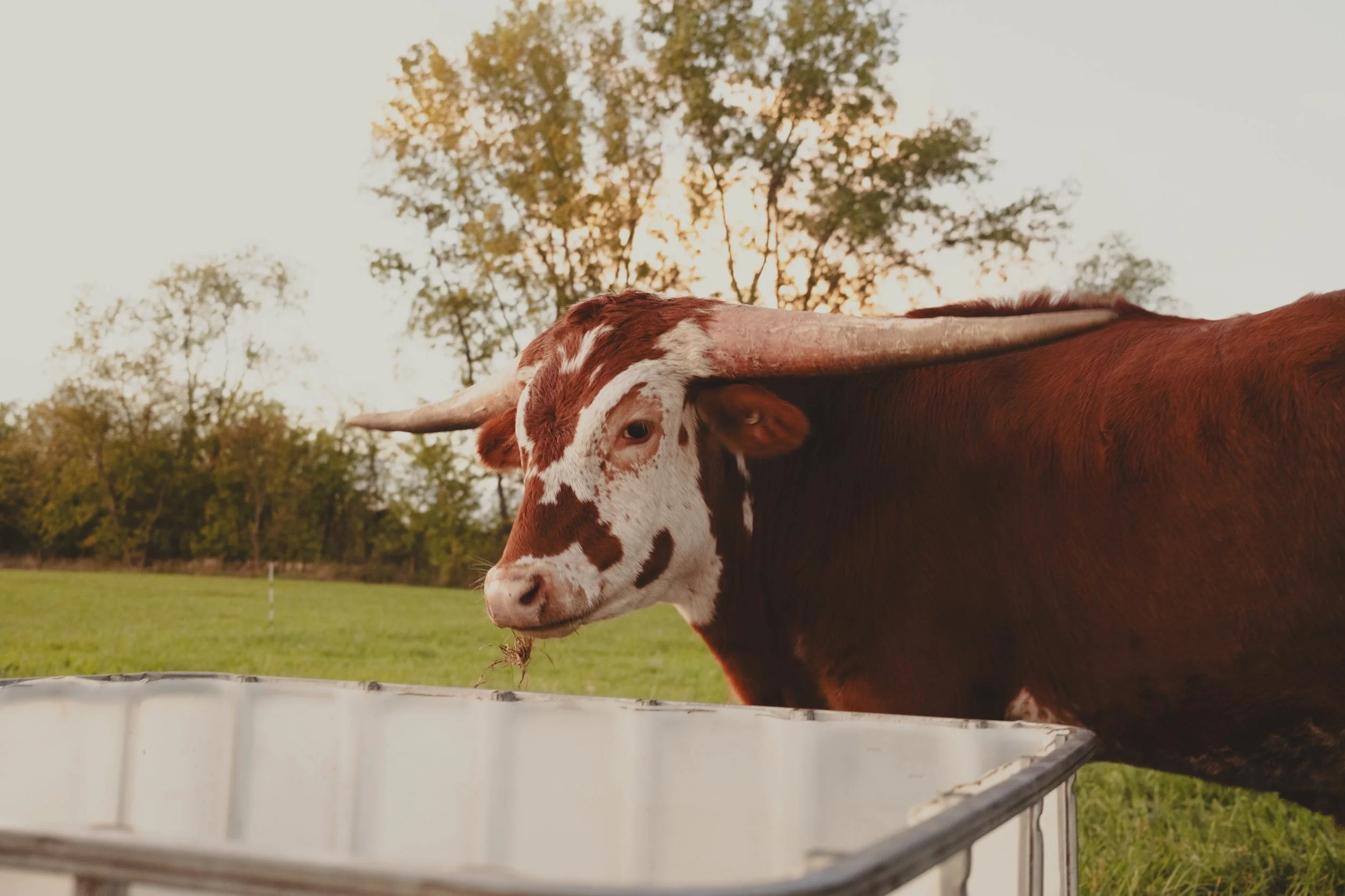 unbuttoned farms 2024-6.jpg