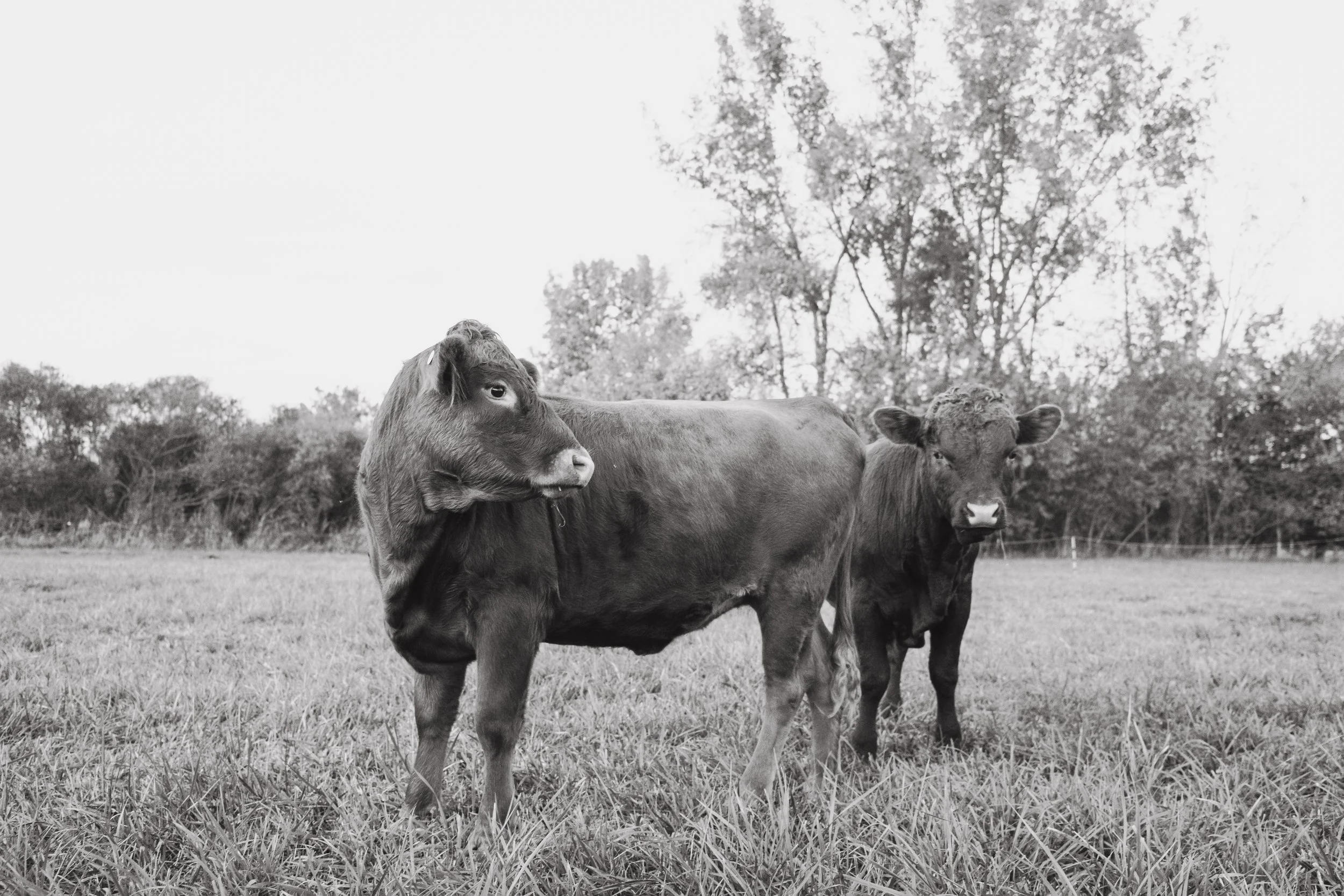 unbuttoned farms 2024-3.jpg