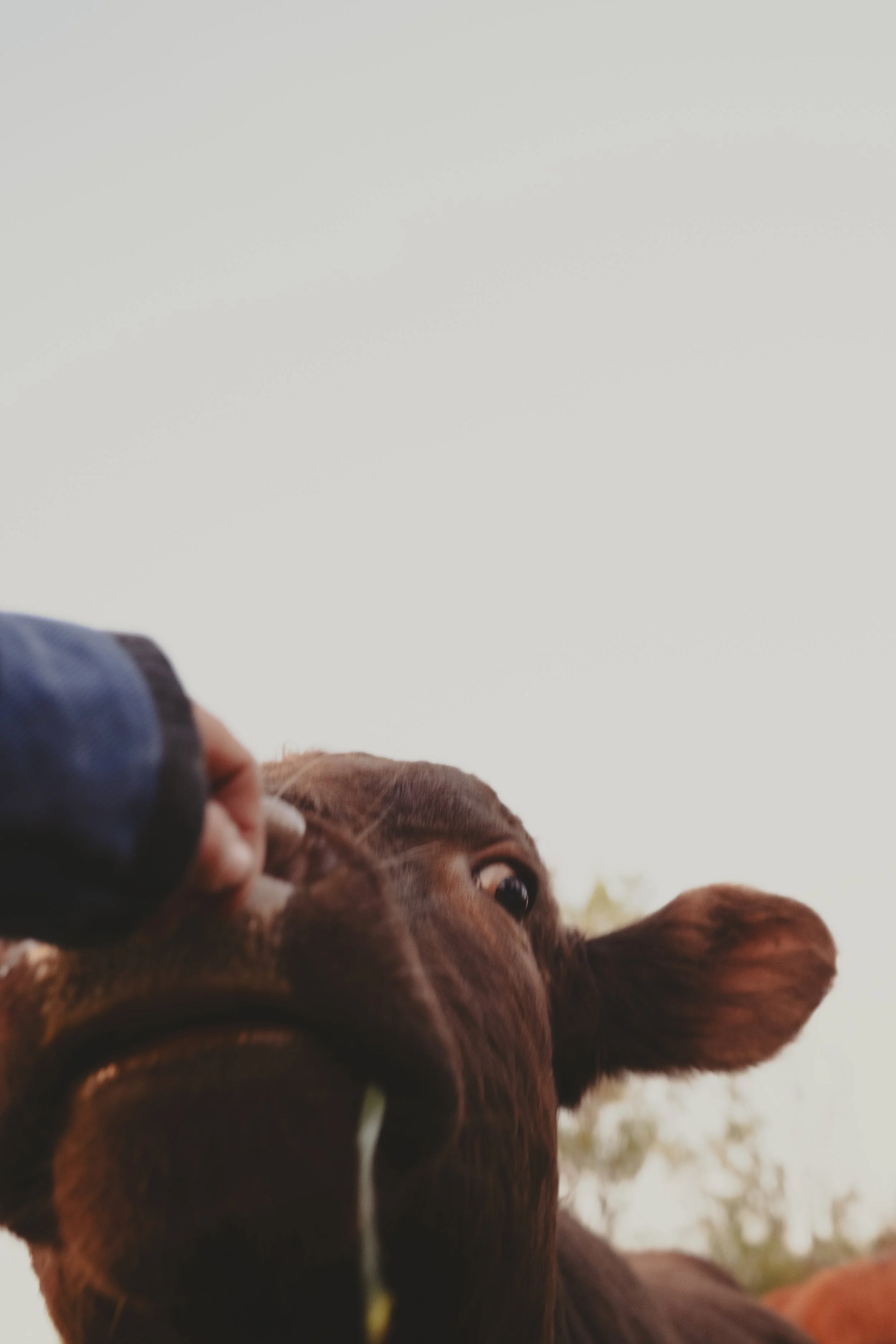 unbuttoned farms 2024-2.jpg