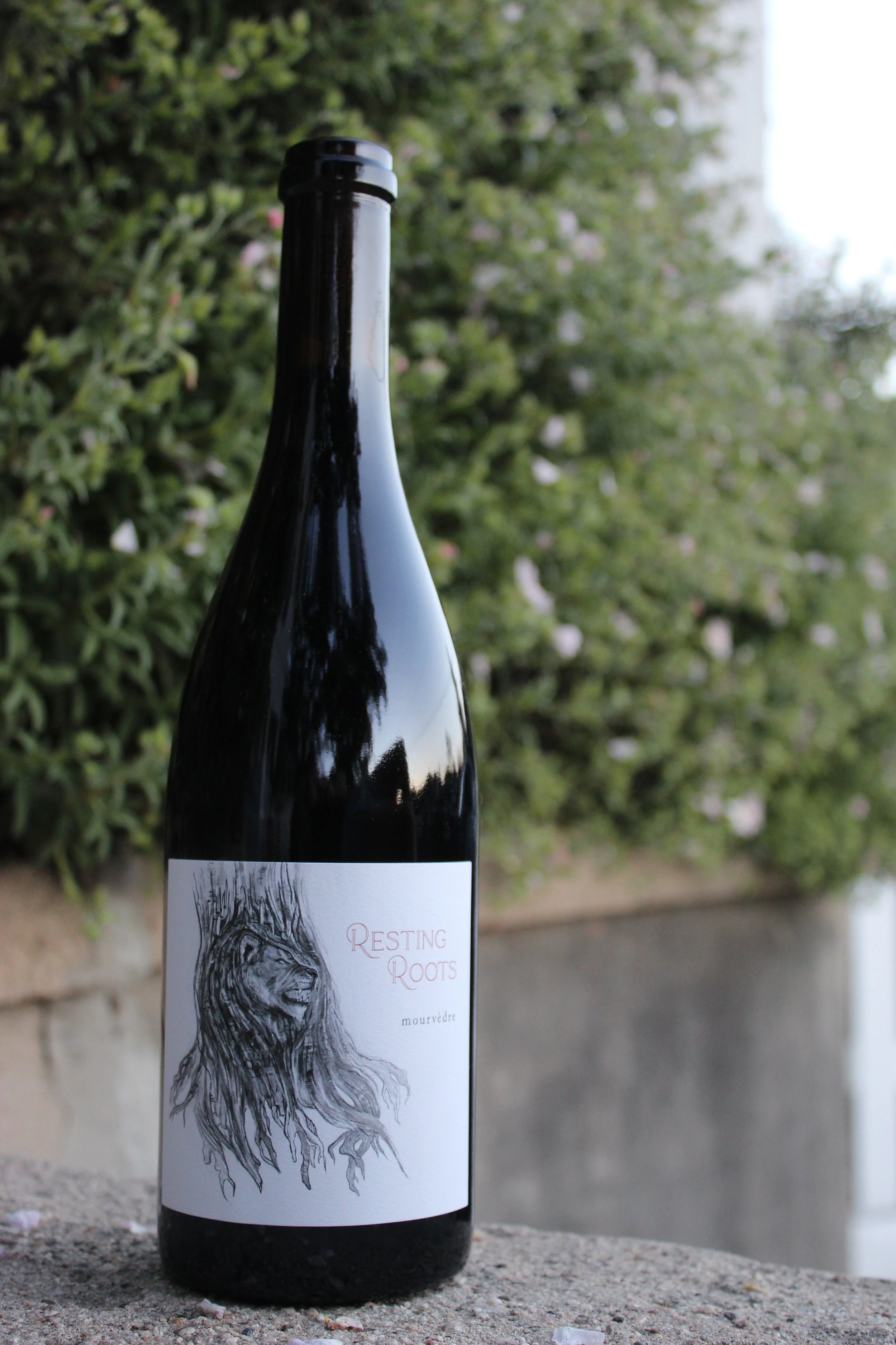 2024 Lion- Mourvédre