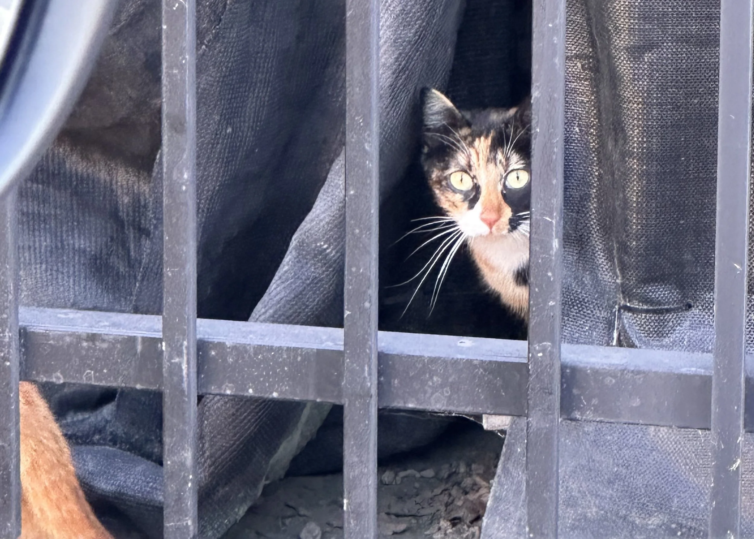 Community Cats 