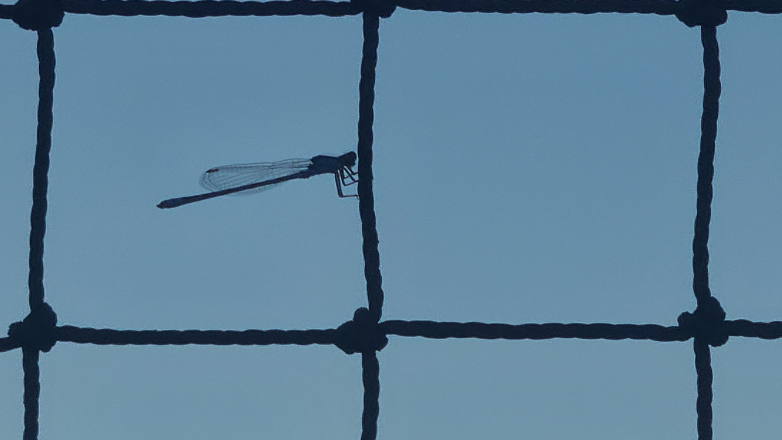 Dragonfly on netting.jpg