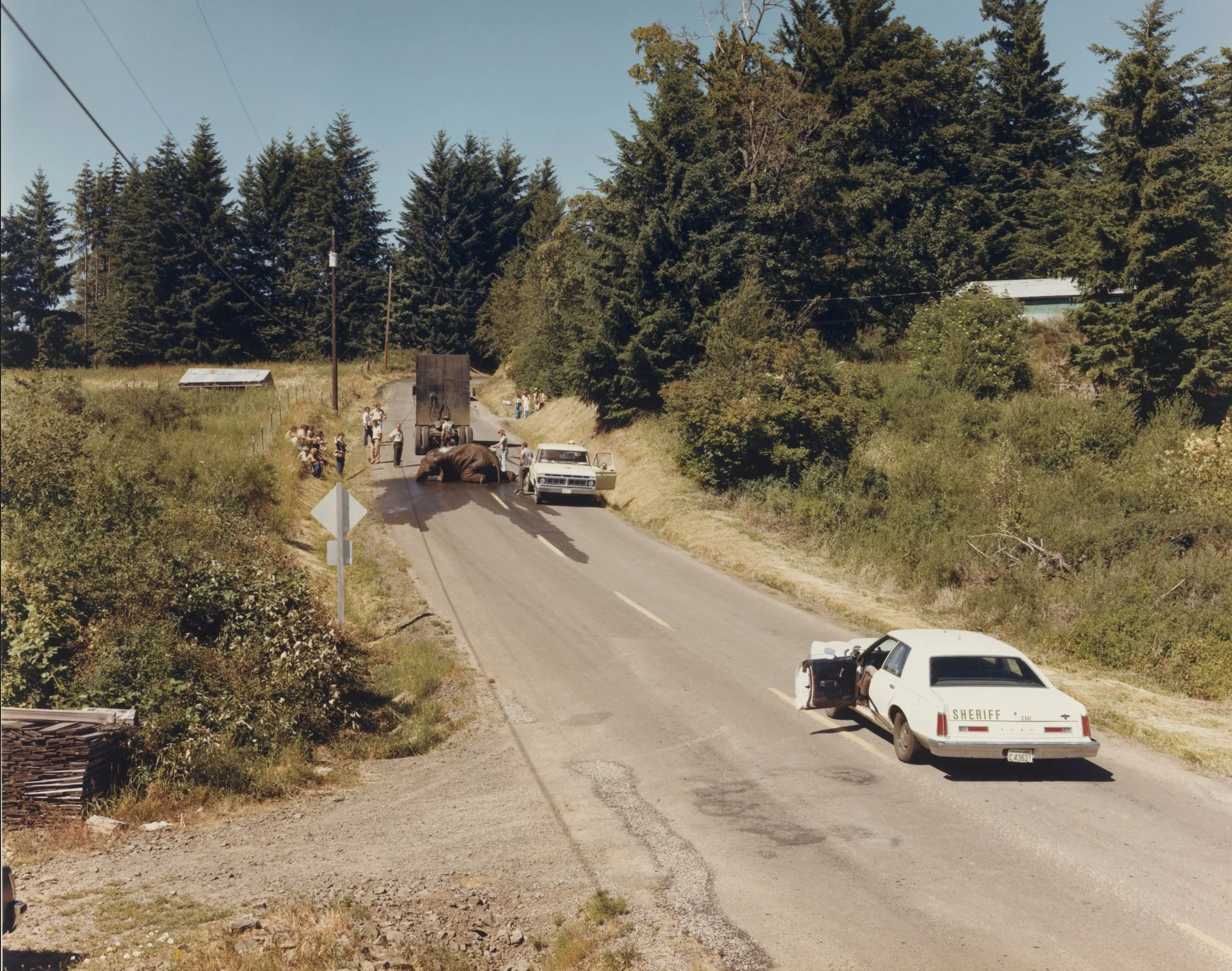 Exhausted Renegade Elephant (1979) - Joel Sternfeld