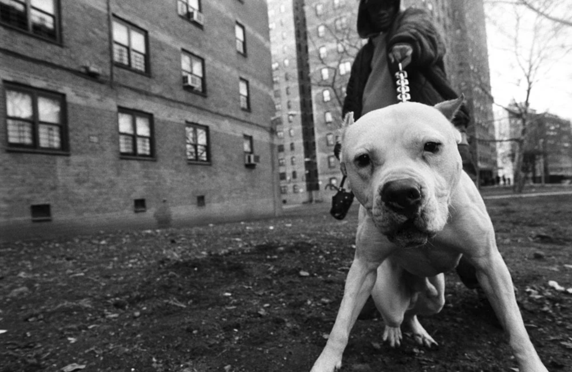 SOLO, the ultimate pitbull. BedStuy Projects, Brooklyn, (circa 2004) - Boogie