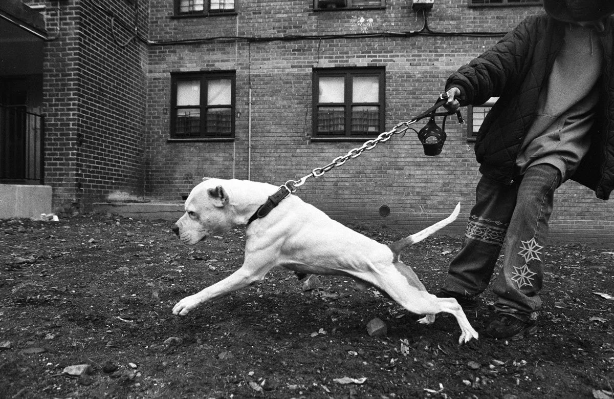 SOLO, the ultimate pitbull. Bedford Stuyvesant, (circa 2004) - Boogie 