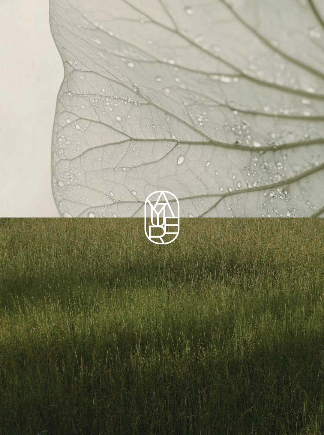 Close-up of a leaf with water droplets on its surface and a grassy field below.