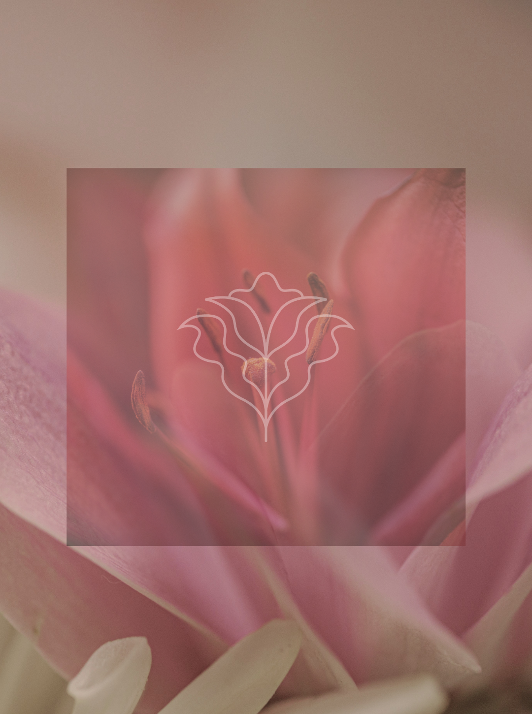 Close-up of a pink flower with a semi-transparent overlay featuring a stylized line art of a flower behind the stamen.